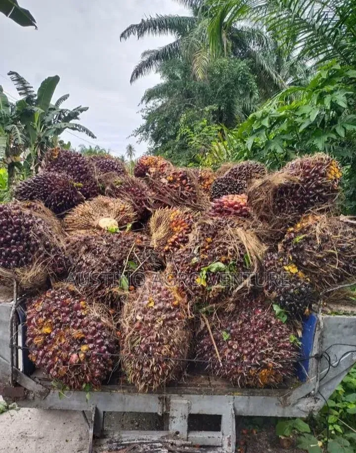 Pure Malaysia Supergen Oil Palm Seedlings