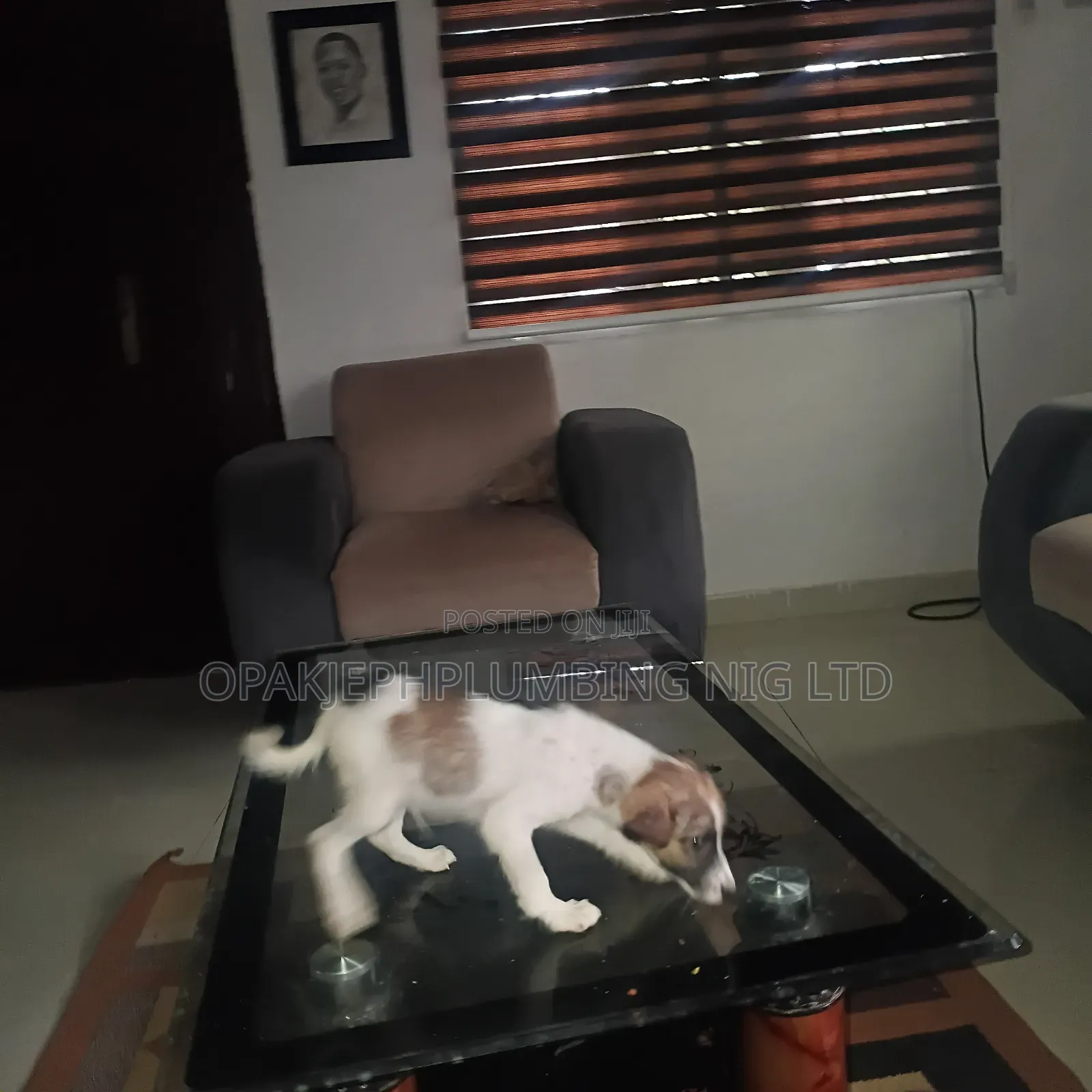 1-3 months Male Mixed Breed American Eskimo