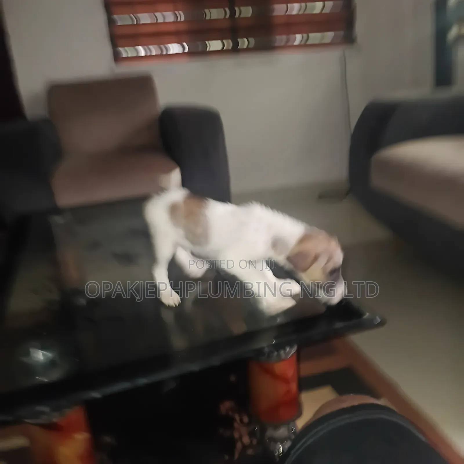 1-3 months Male Mixed Breed American Eskimo