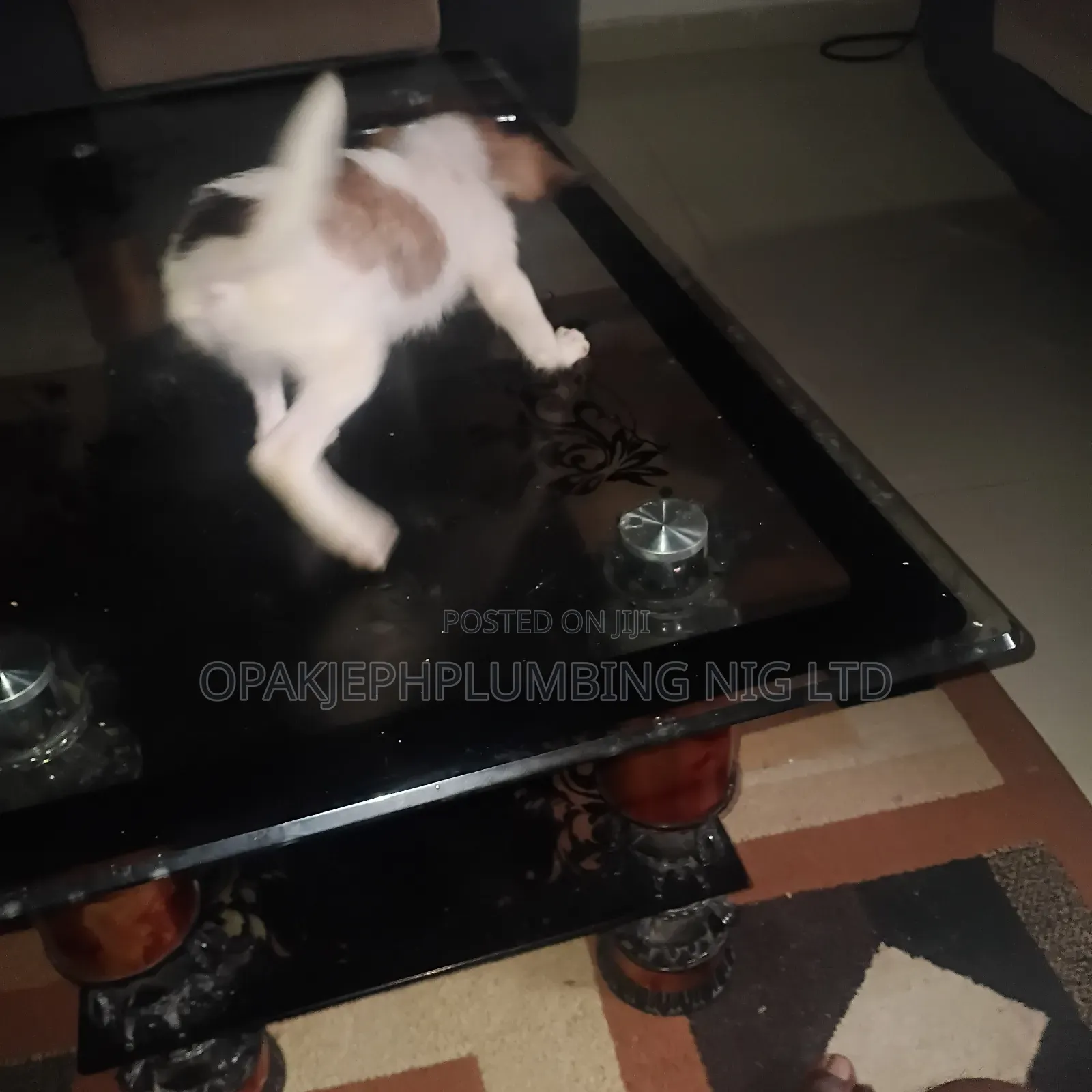1-3 months Male Mixed Breed American Eskimo