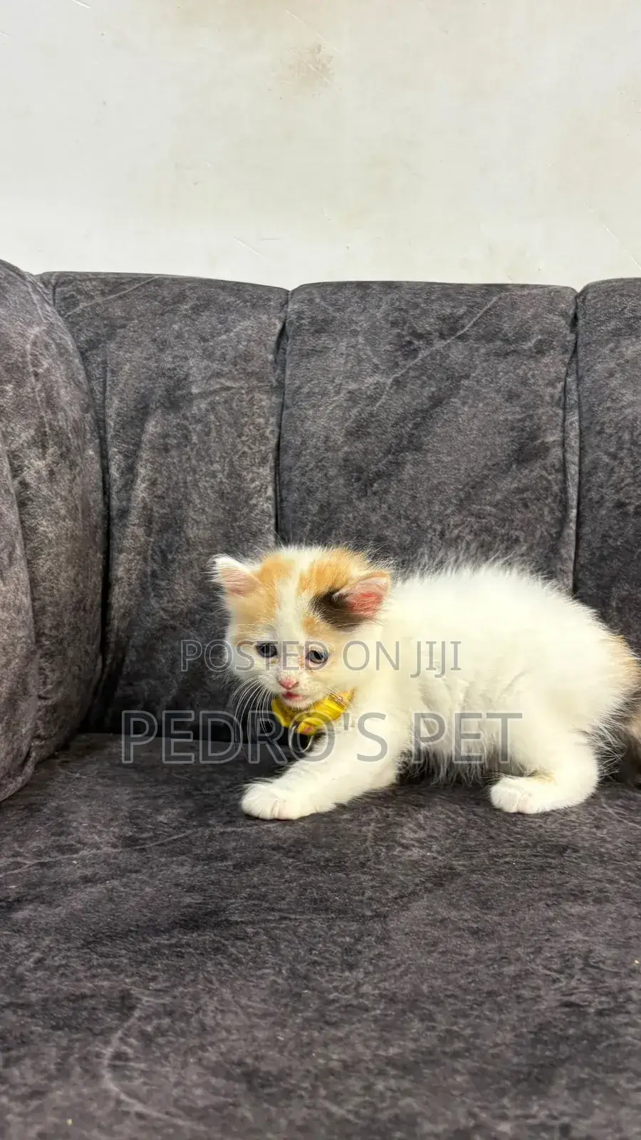 1-3 months Female Purebred Persian