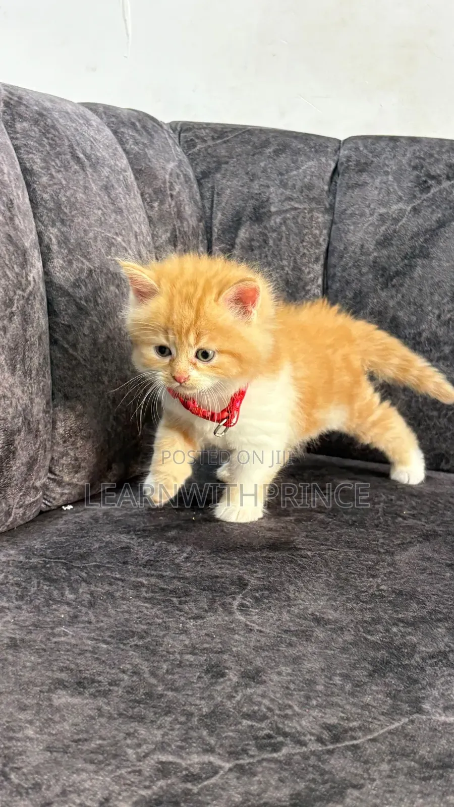 1-3 months Female Purebred Persian