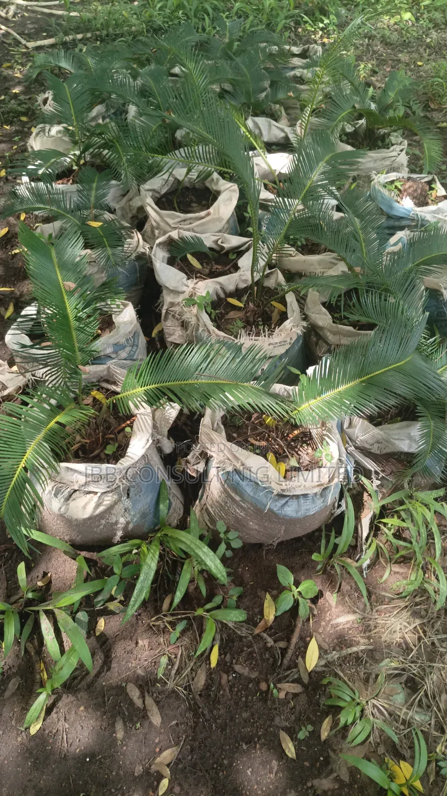 Gardening Services