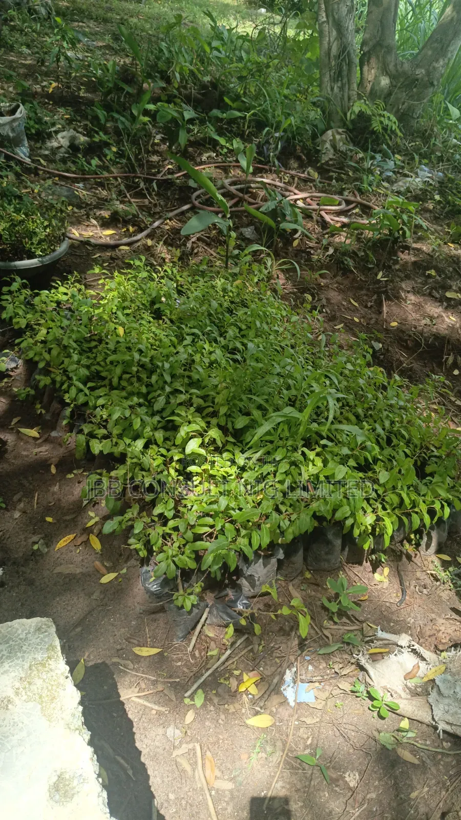 Gardening Services
