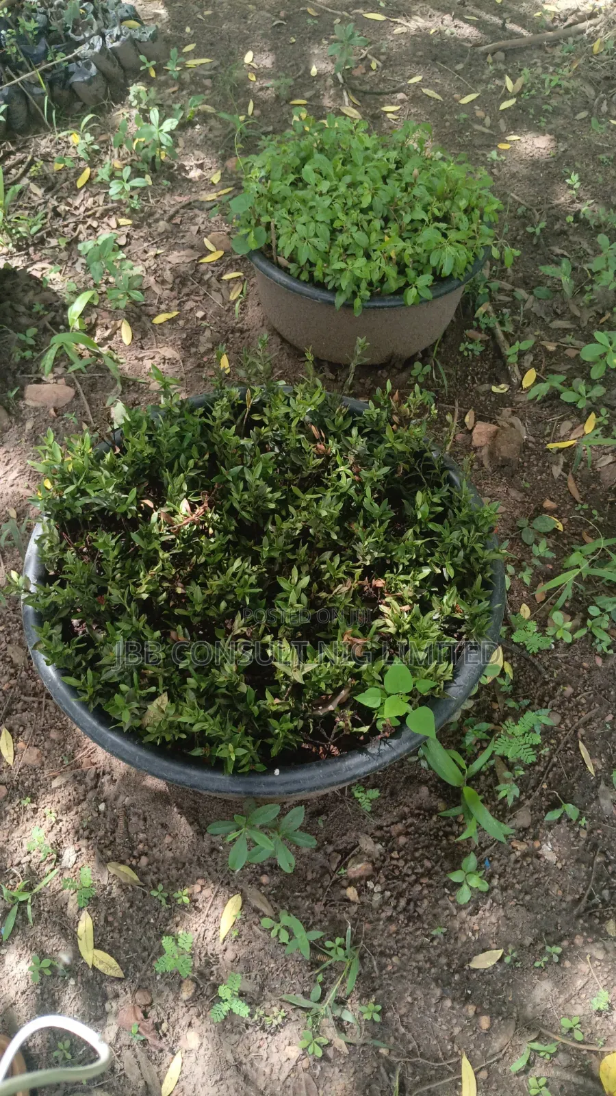 Gardening Services