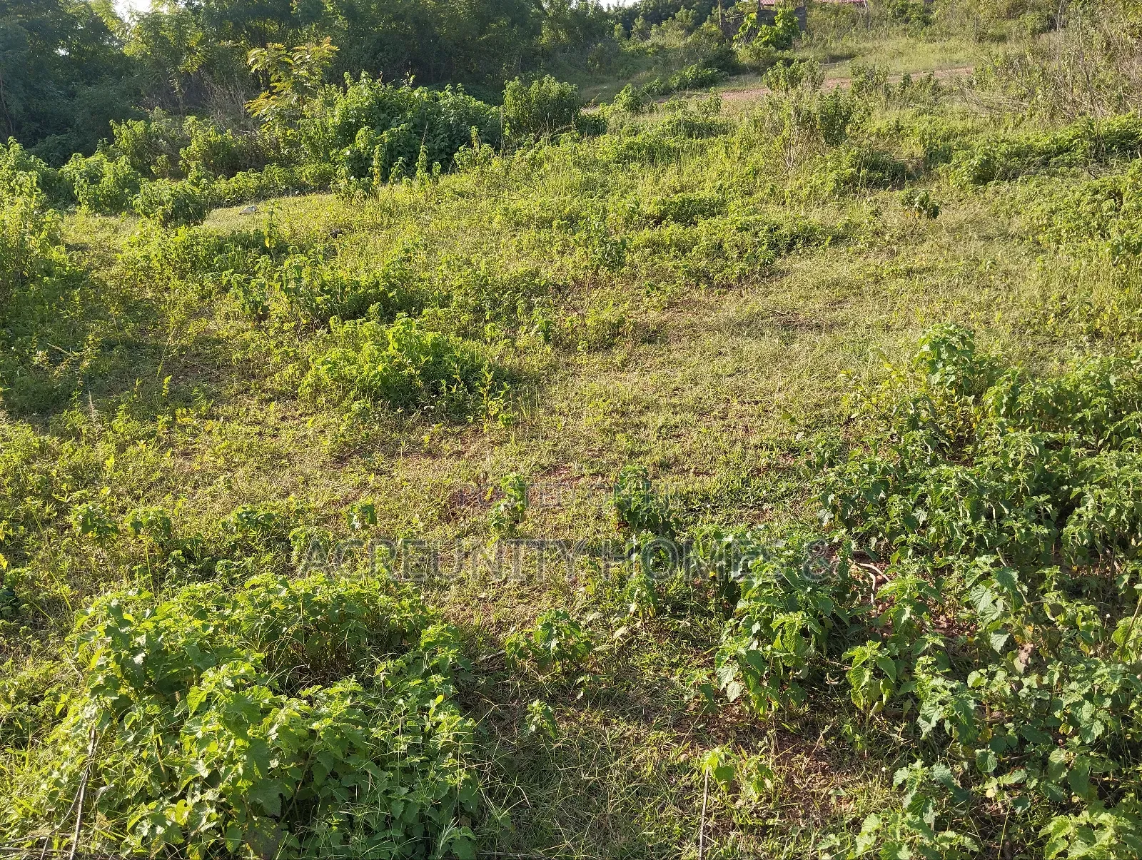 2000 Acres of Fertile Farmland Along Ilero–Iganna Road, Oyo State