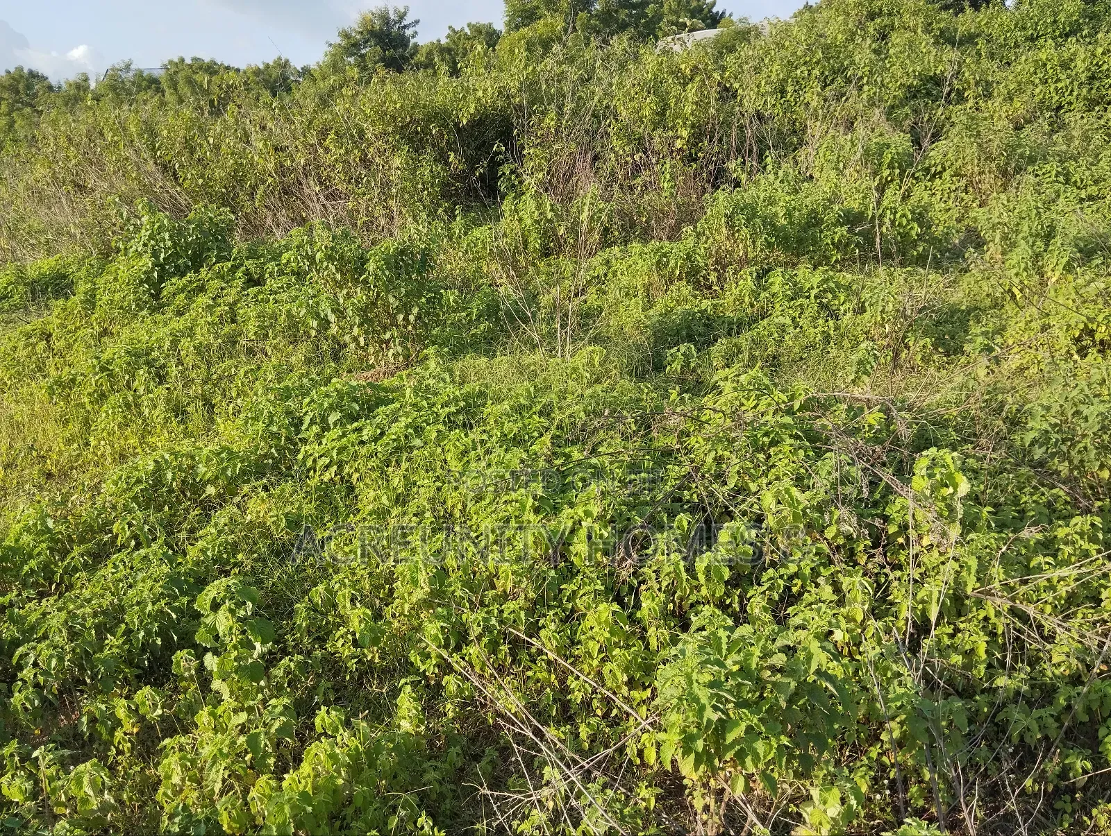 2000 Acres of Fertile Farmland Along Ilero–Iganna Road, Oyo State