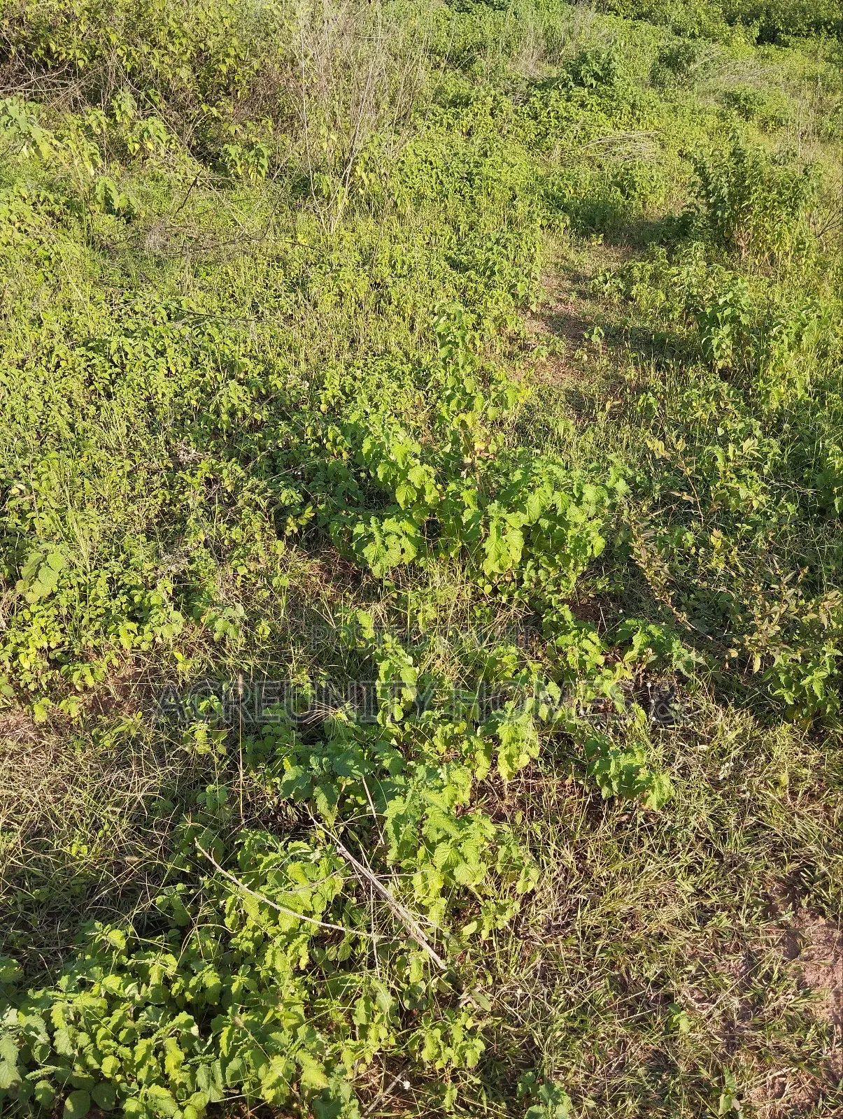 2000 Acres of Fertile Farmland Along Ilero–Iganna Road, Oyo State