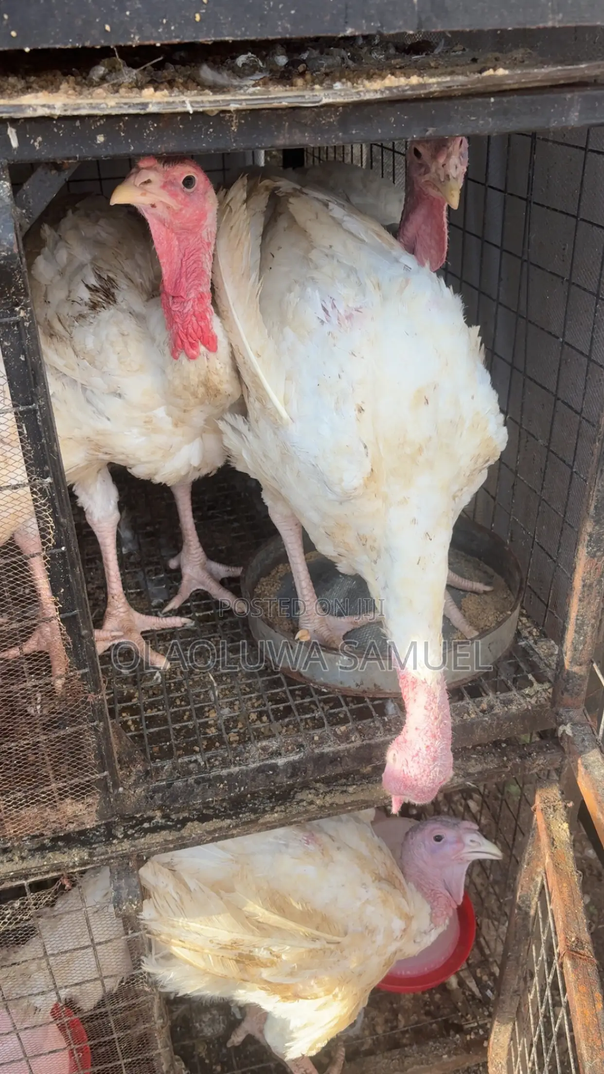 Matured Turkeys for Sale Foreign and Local Available