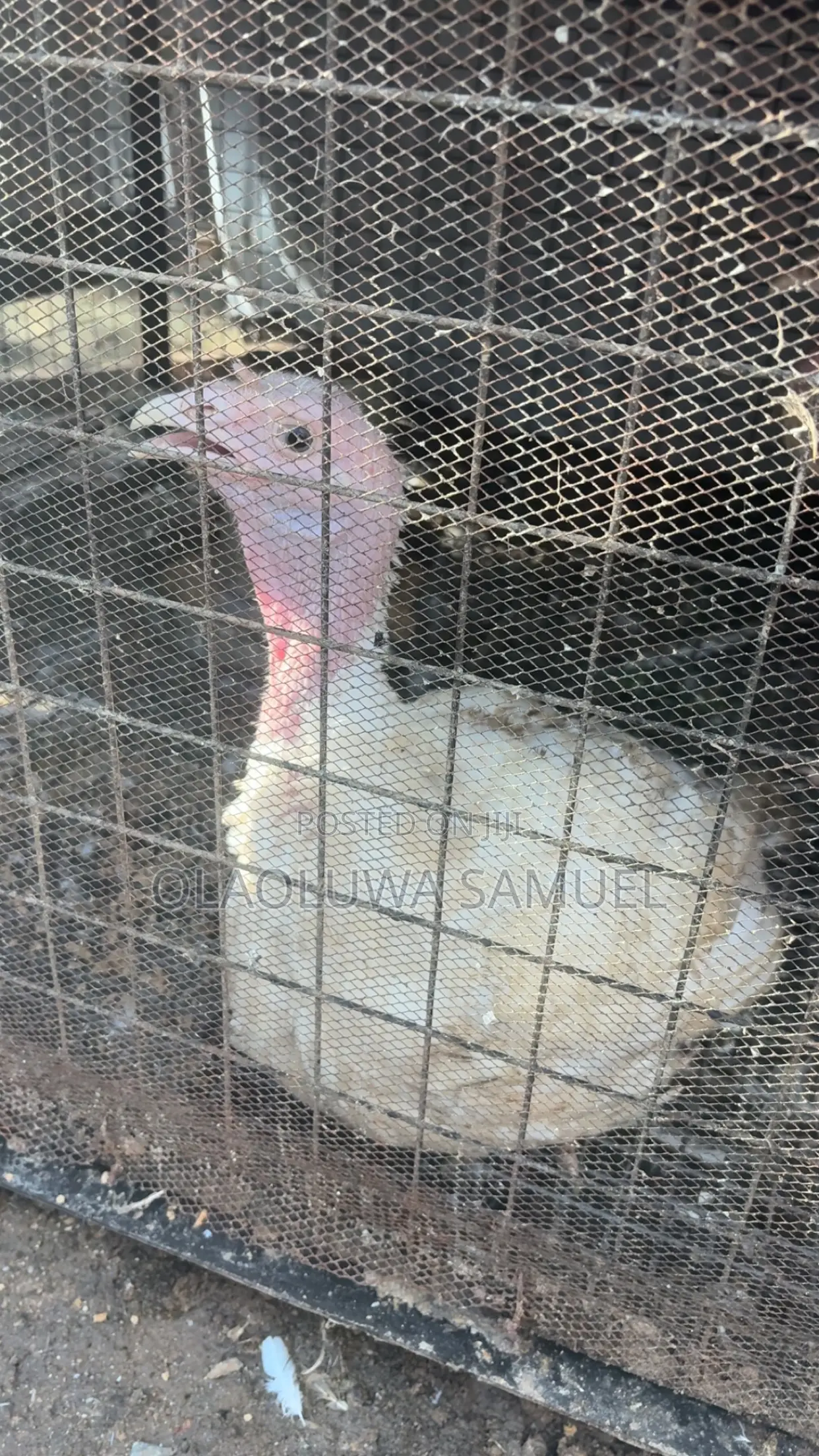 Matured Turkeys for Sale Foreign and Local Available