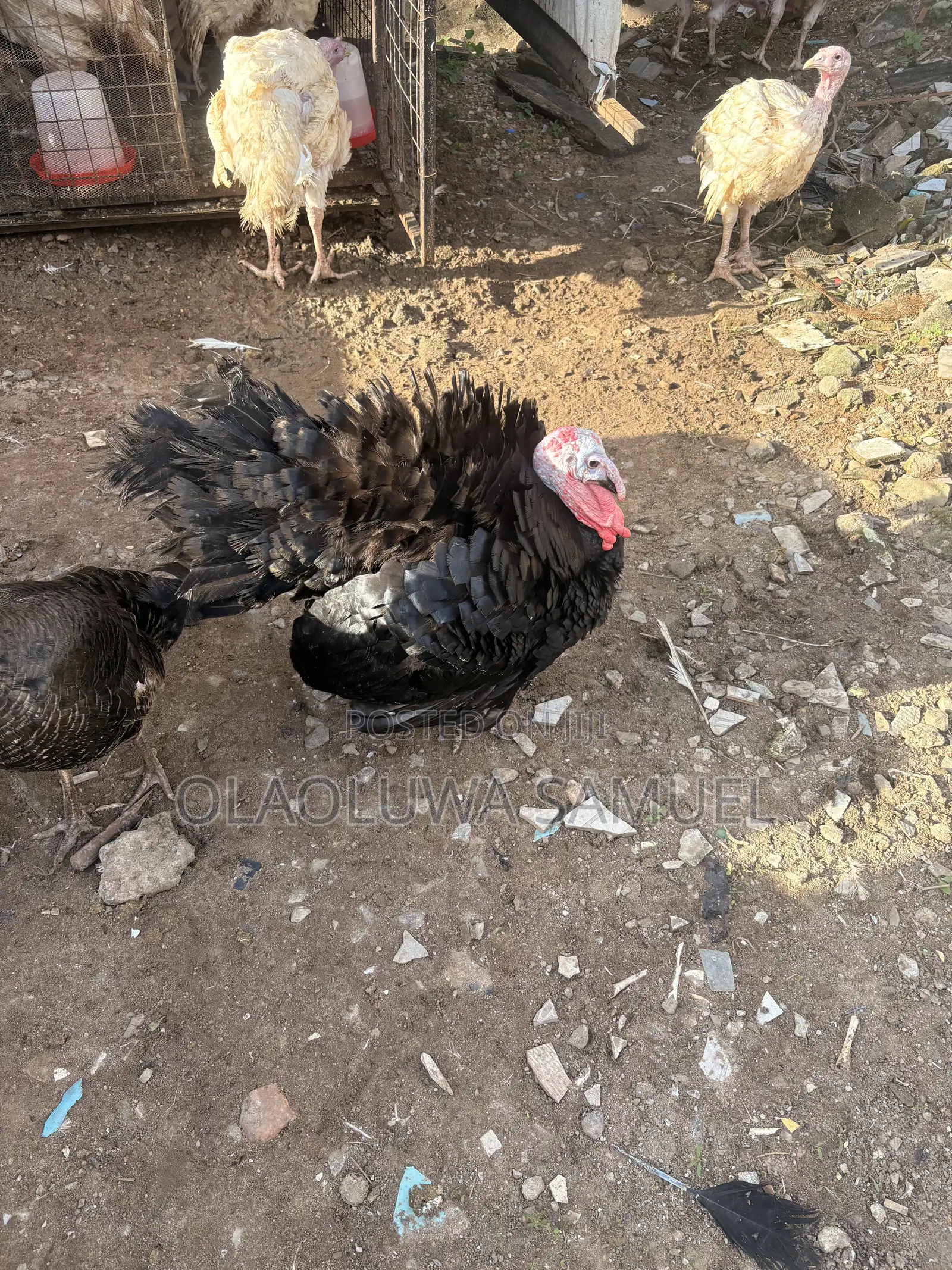 Matured Turkeys for Sale Foreign and Local Available