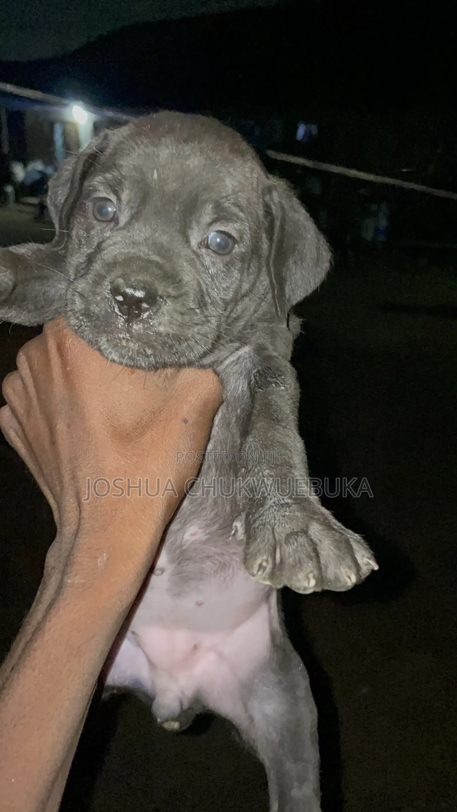 1-3 months Female Purebred Cane Corso