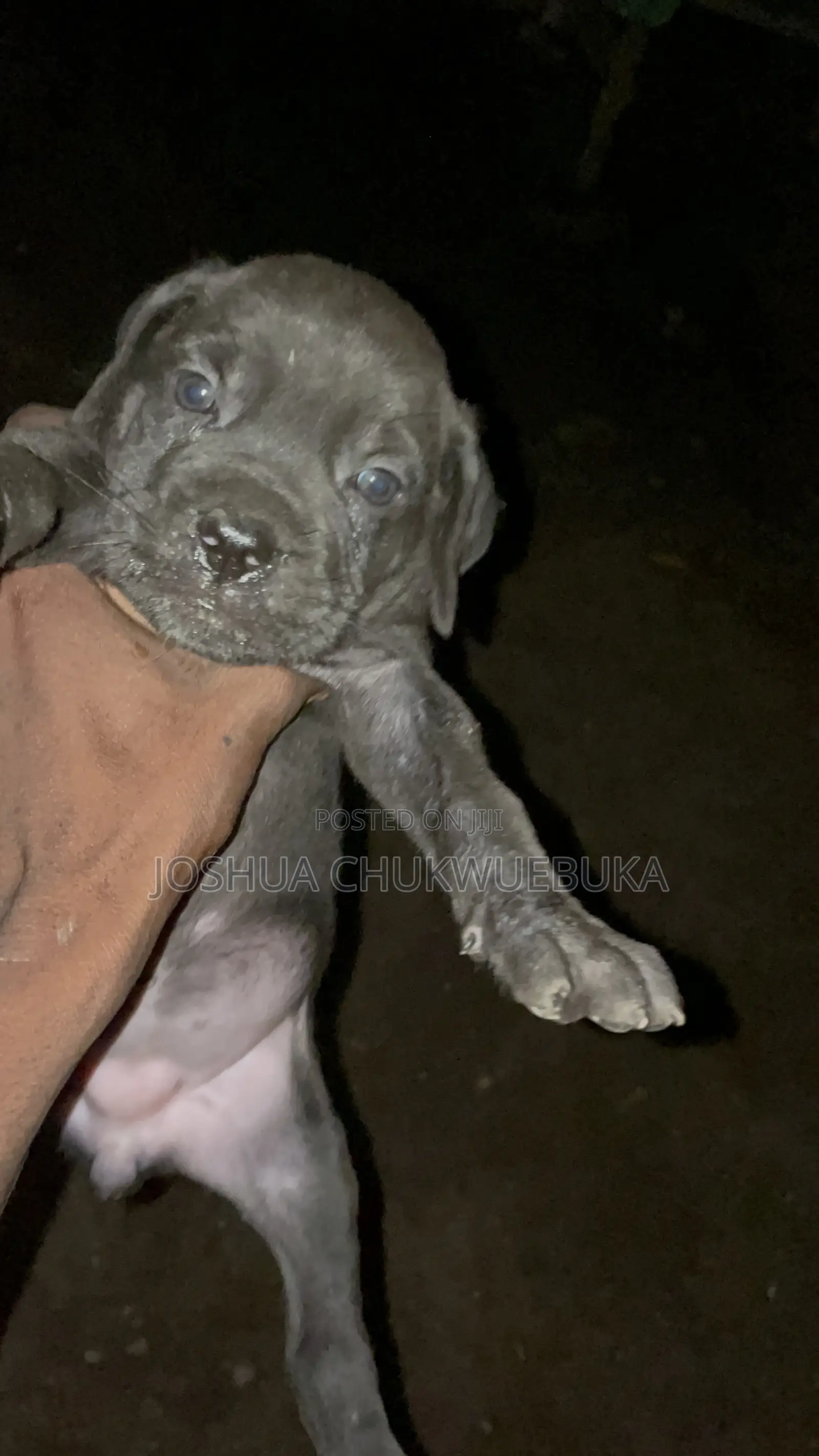 1-3 months Female Purebred Cane Corso