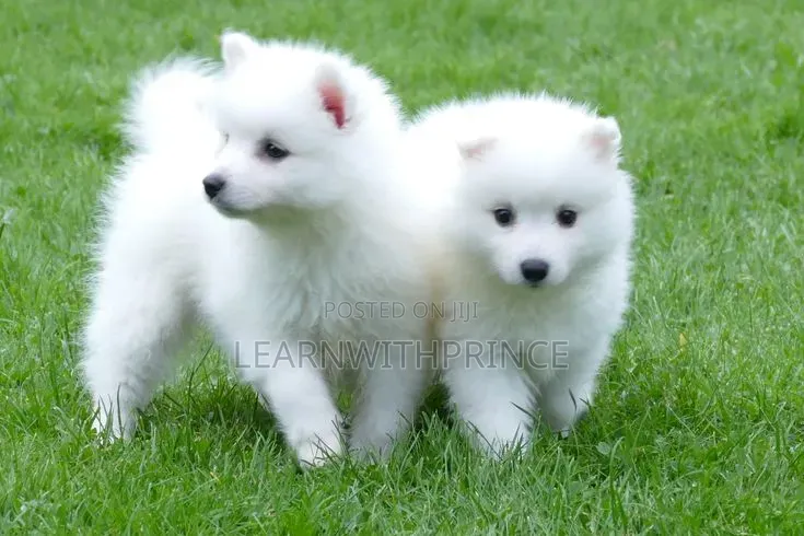 1-3 months Female Purebred American Eskimo