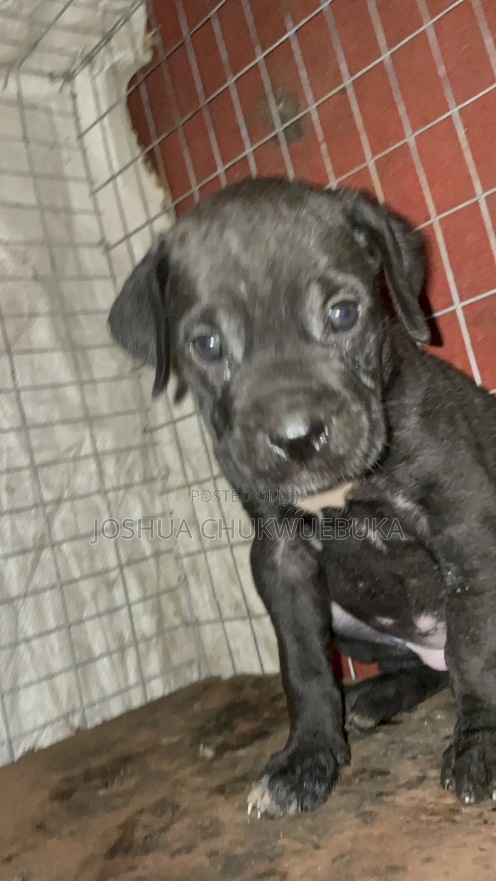 1-3 months Female Purebred Cane Corso