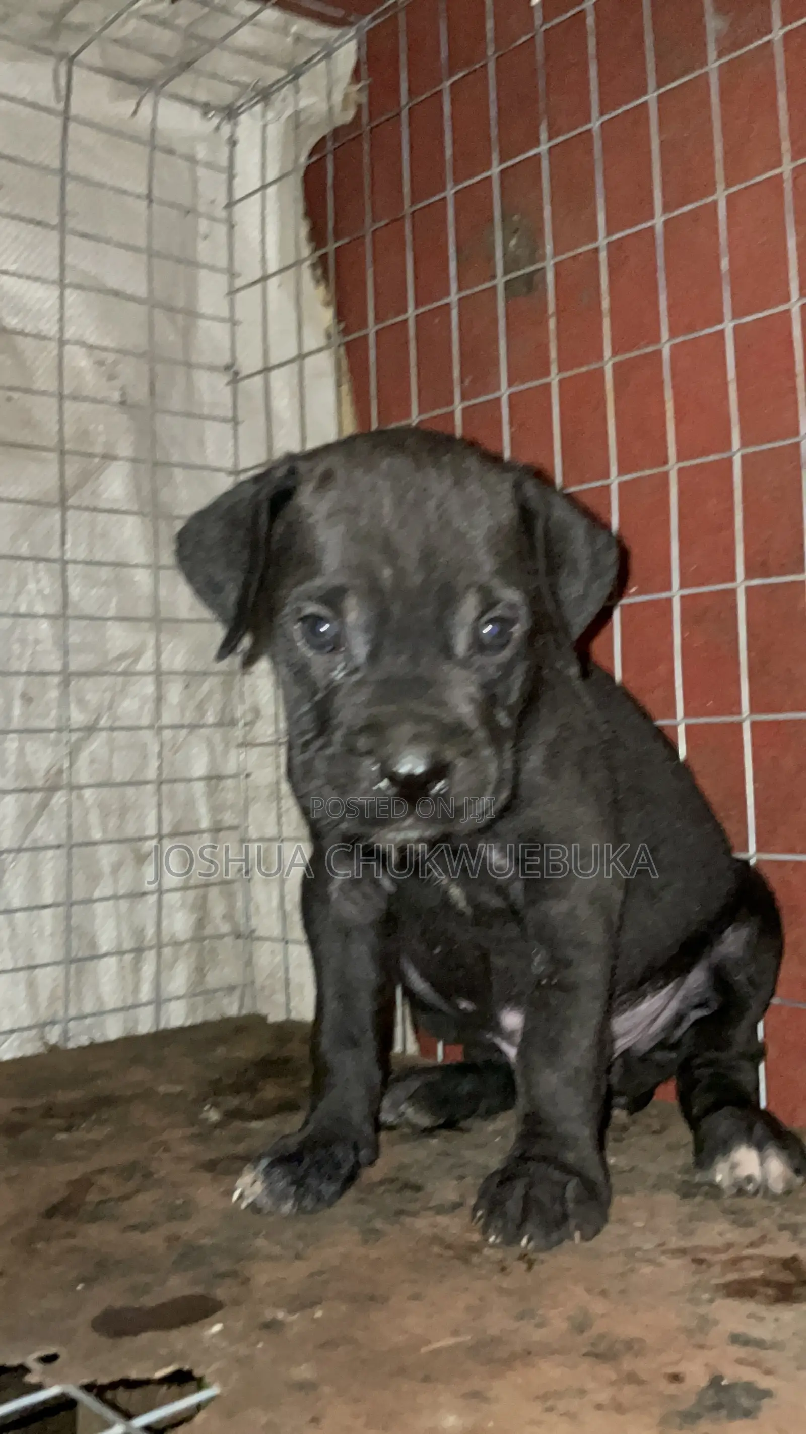 1-3 months Female Purebred Cane Corso