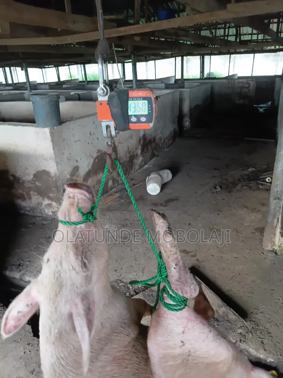 Slaughter Pigs for Sale