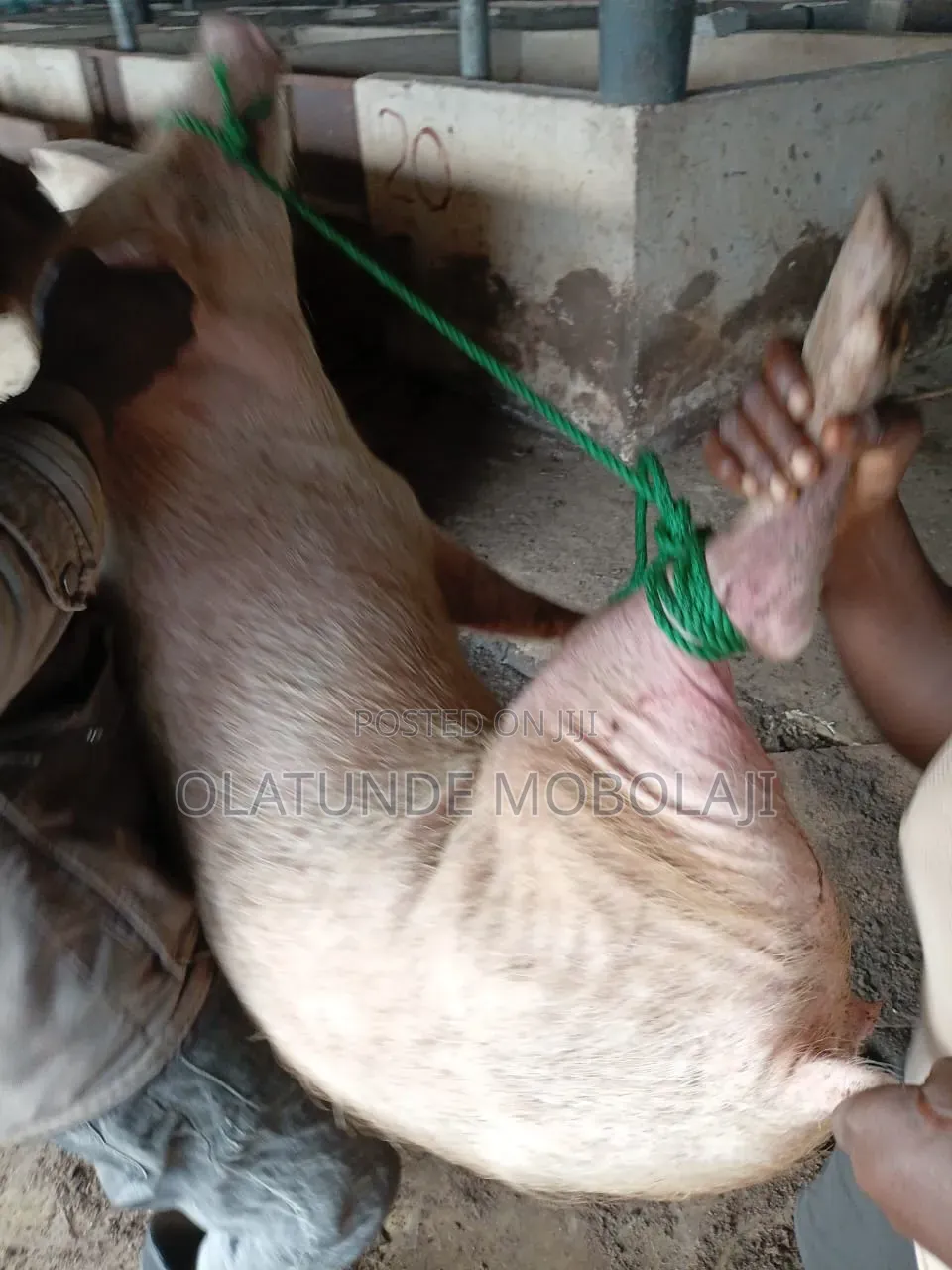 Slaughter Pigs for Sale