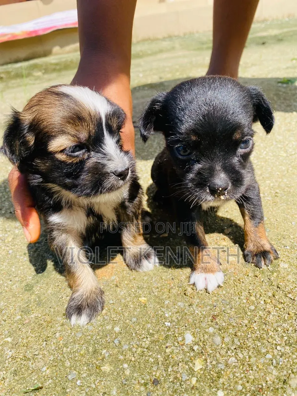 0-1 month Male Purebred Lhasa Apso