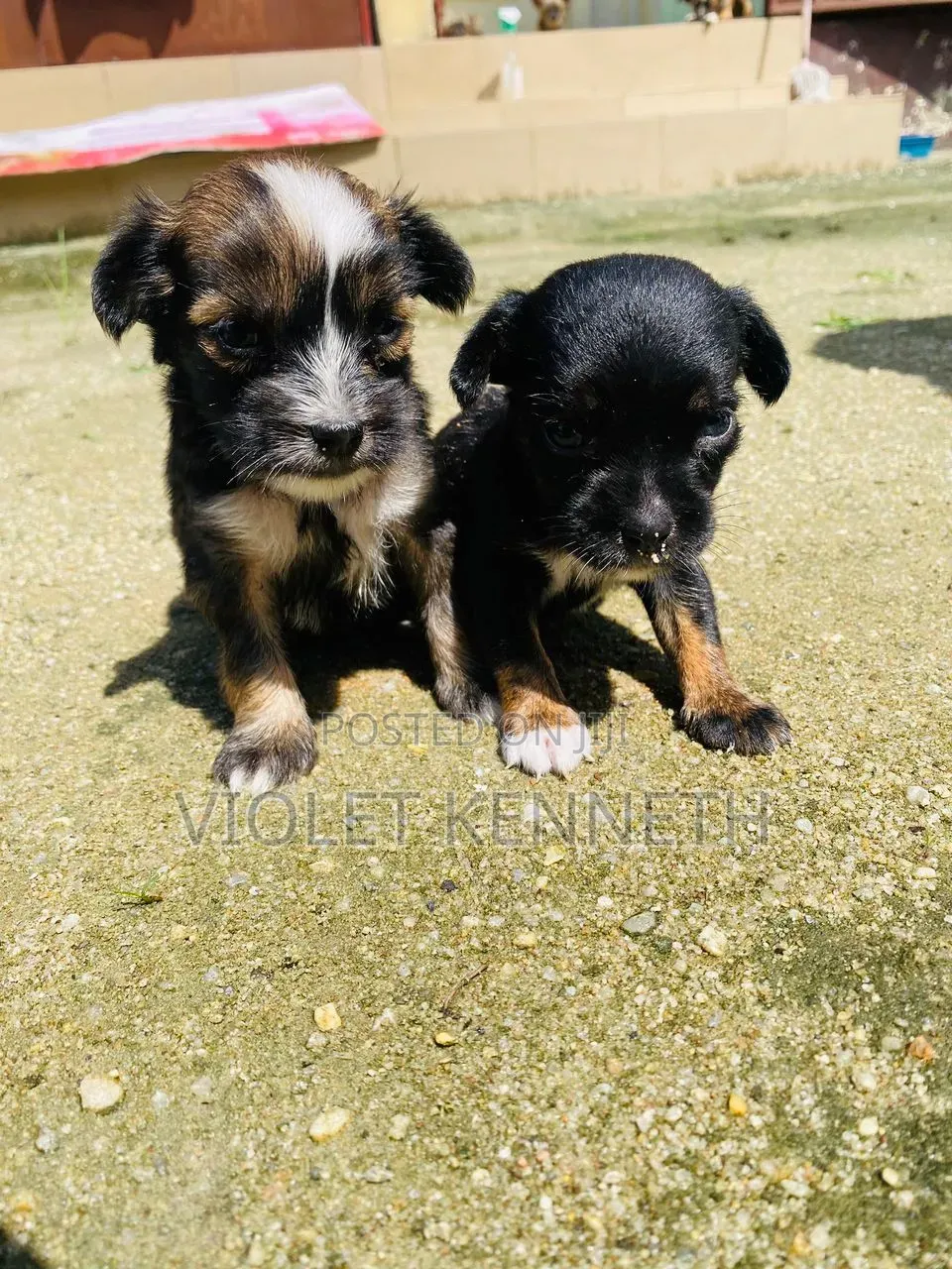 0-1 month Male Purebred Lhasa Apso
