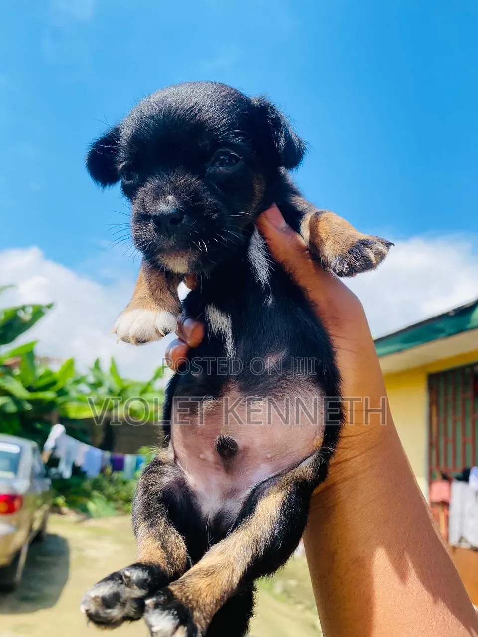 0-1 month Male Purebred Lhasa Apso