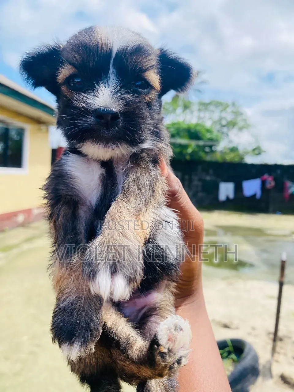 0-1 month Male Purebred Lhasa Apso