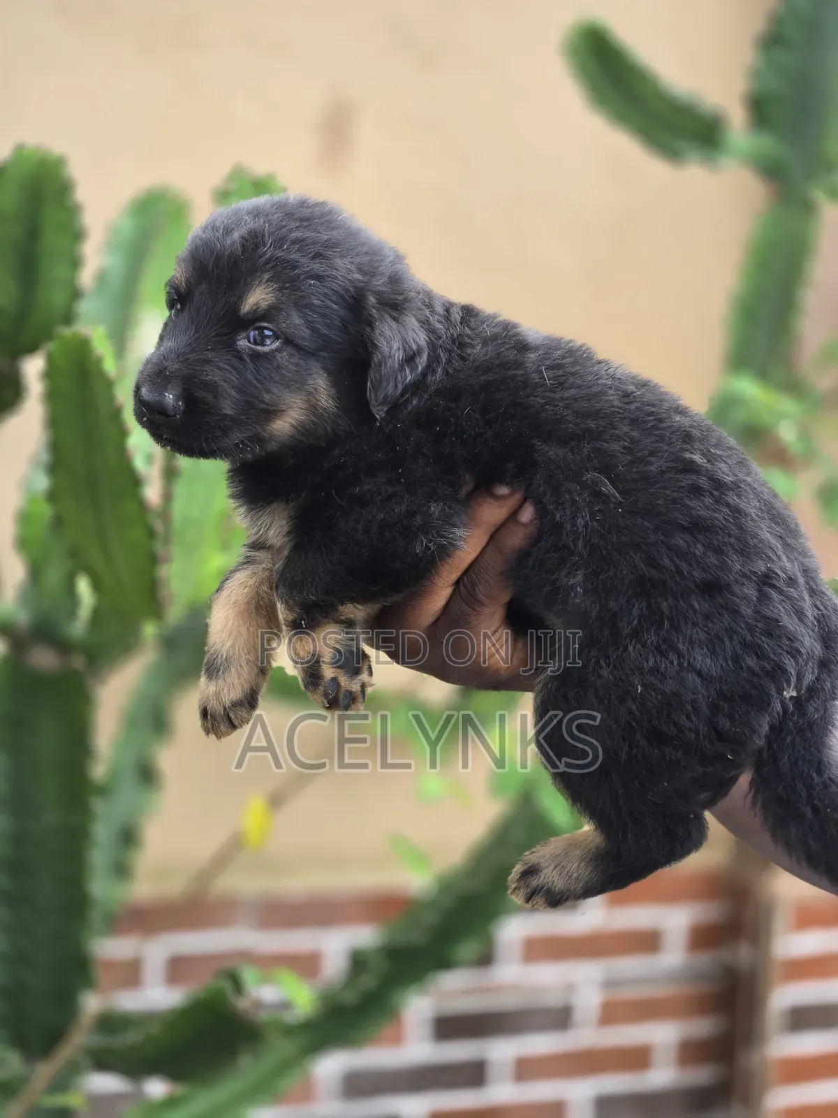 1-3 months Female Purebred German Shepherd