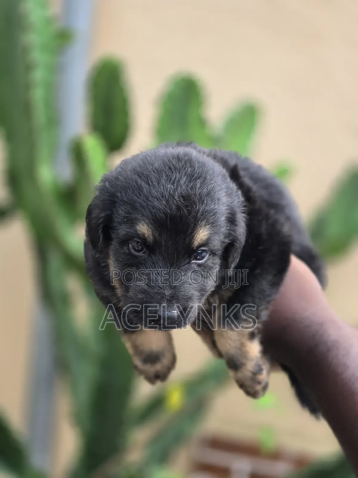 1-3 months Female Purebred German Shepherd