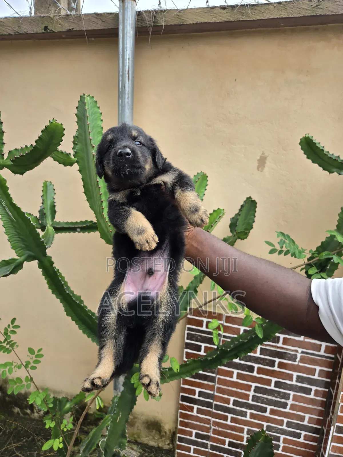 1-3 months Male Purebred German Shepherd