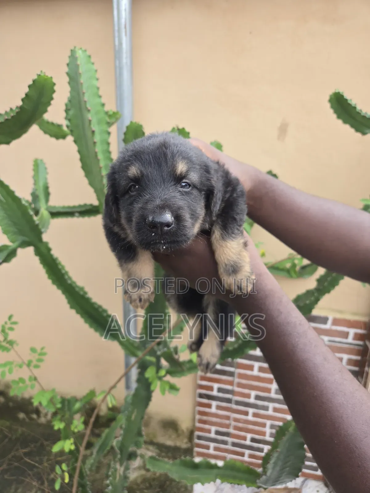 1-3 months Male Purebred German Shepherd