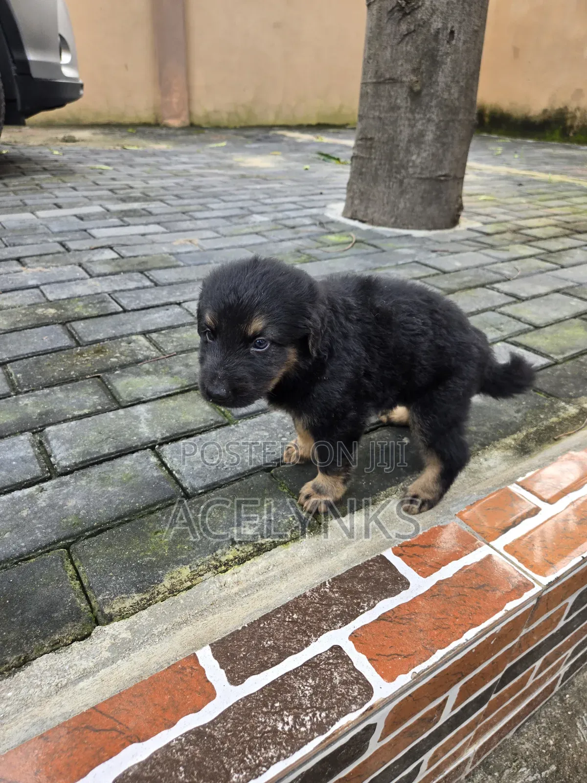 1-3 months Male Purebred German Shepherd