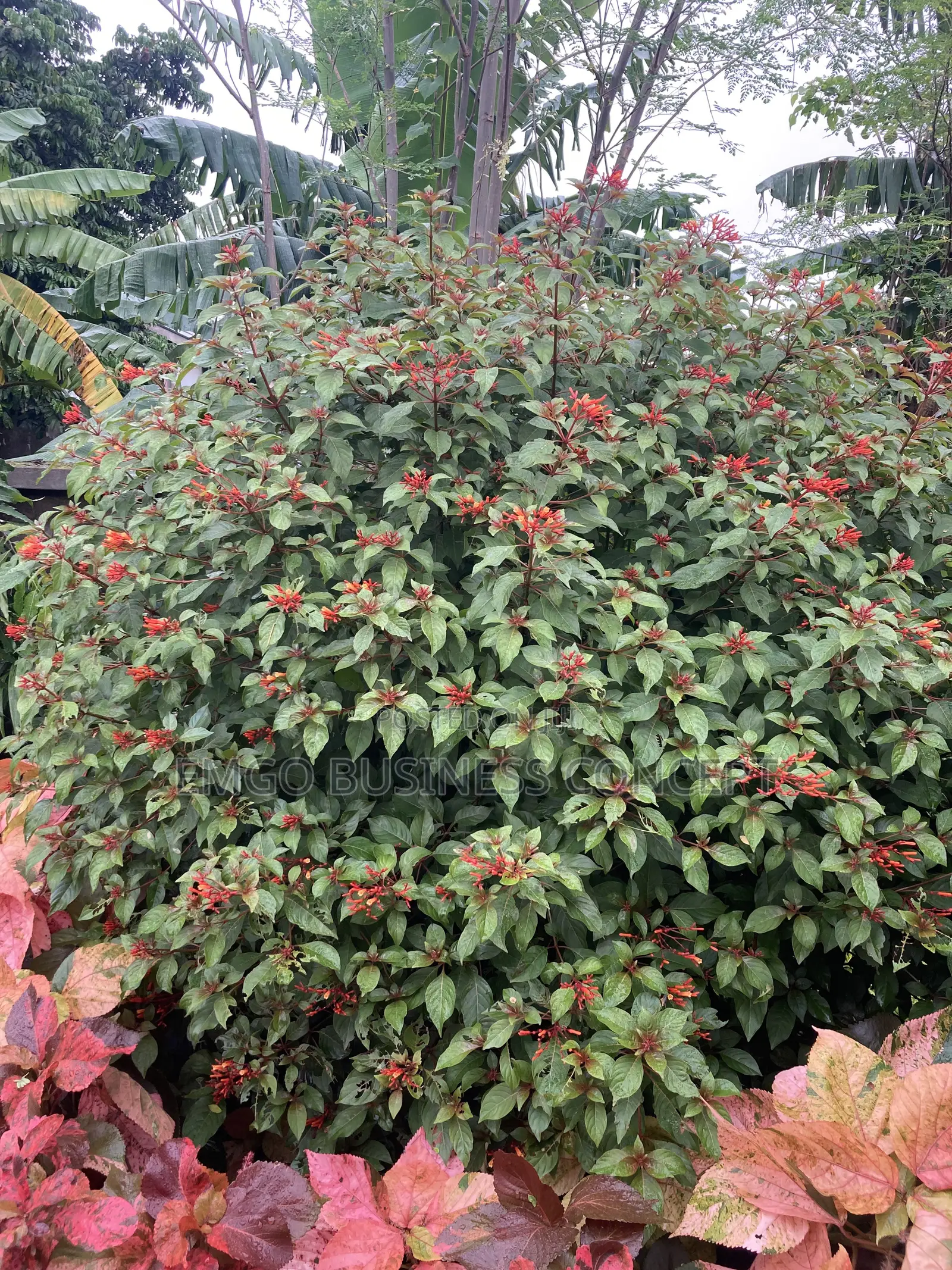 Flower Cigar Plant