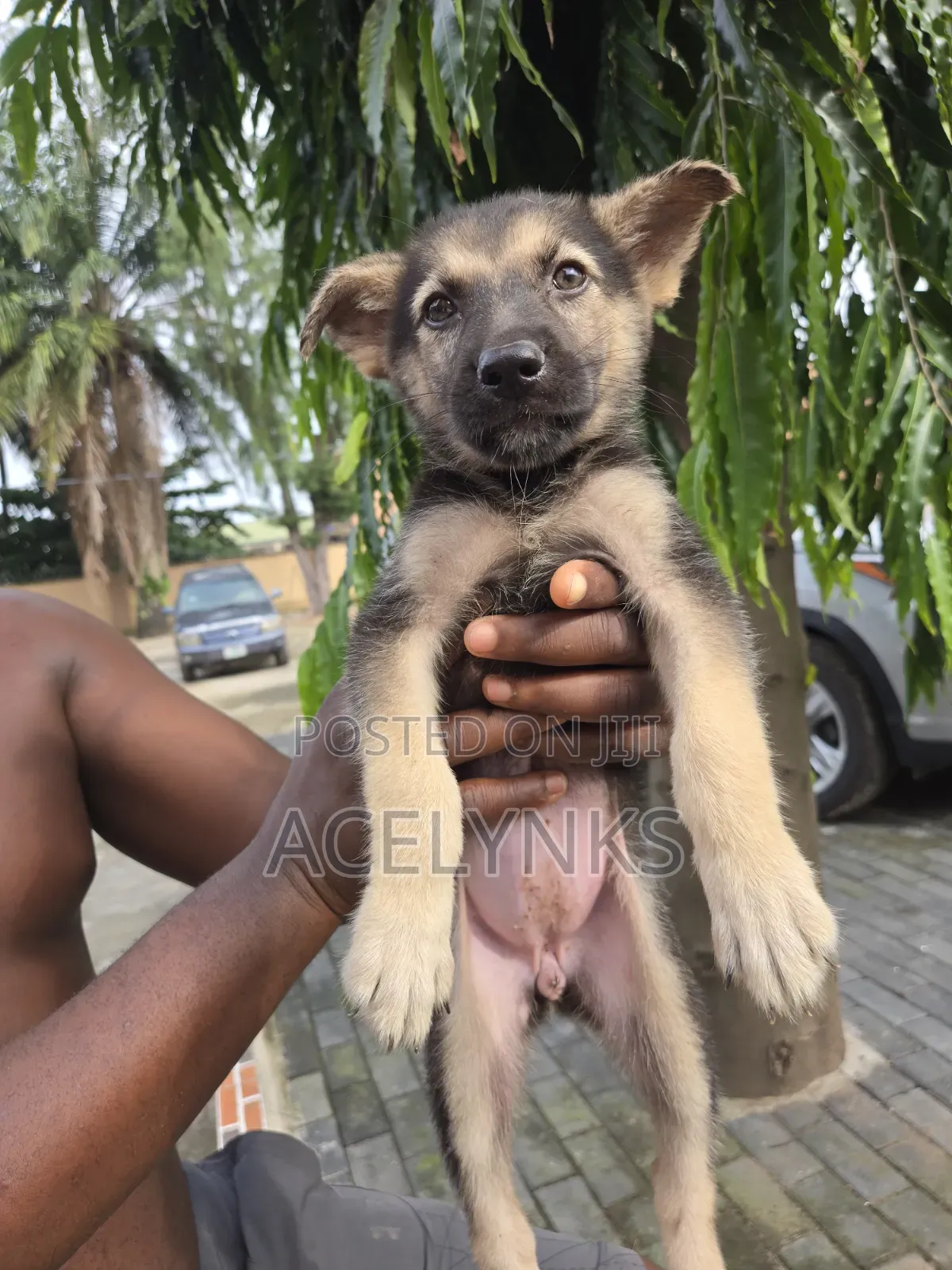 1-3 months Female Purebred German Shepherd