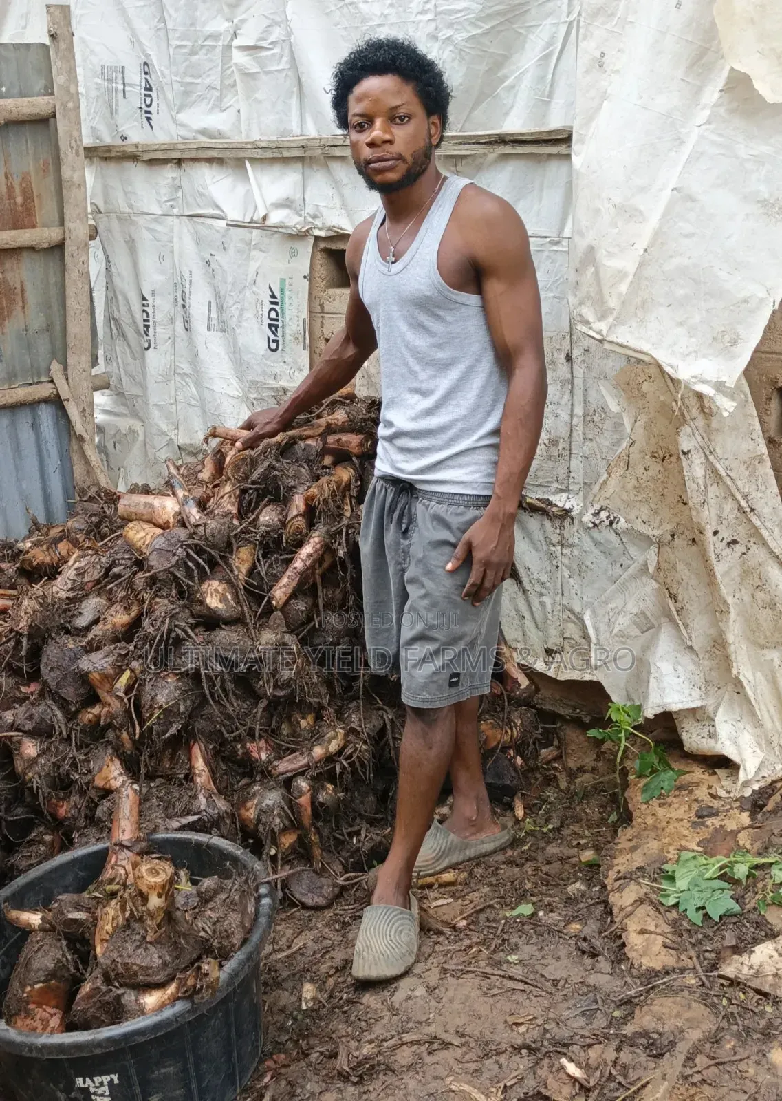Healthy Fast Growth Hybrid Plantain Suckers