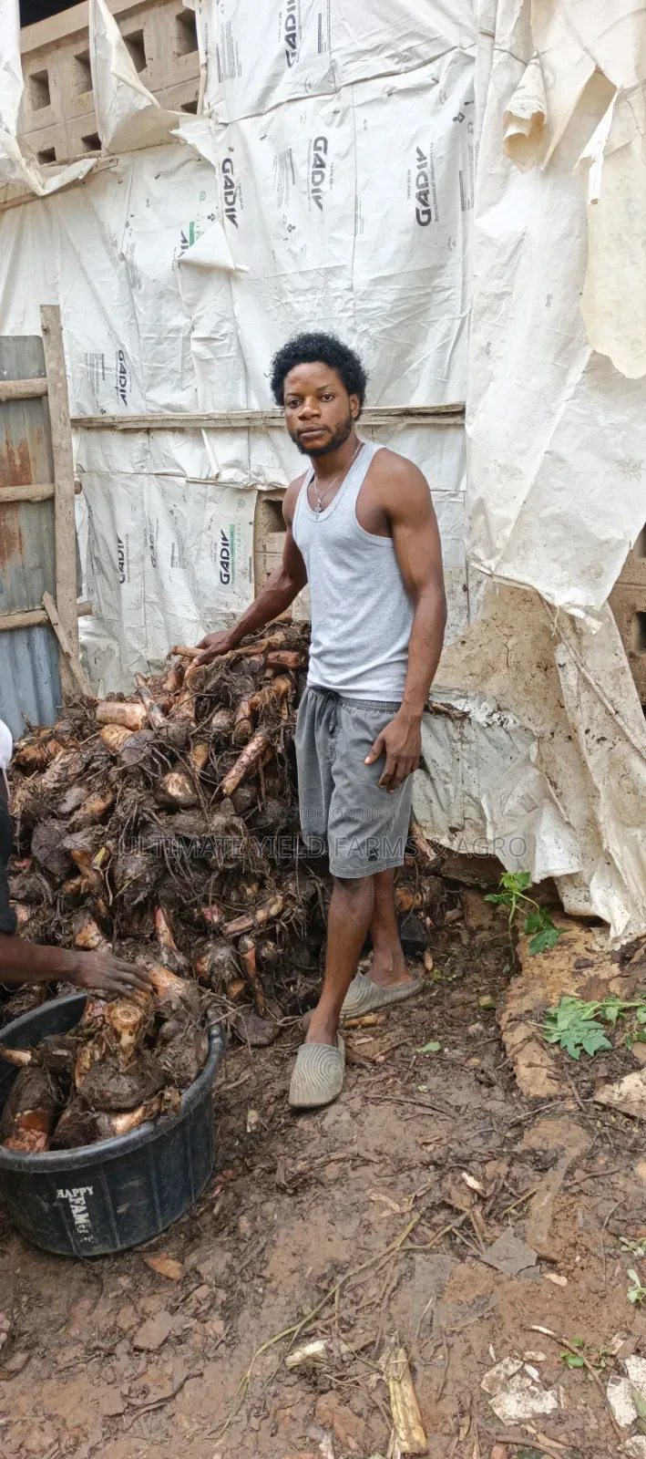 Healthy Fast Growth Hybrid Plantain Suckers
