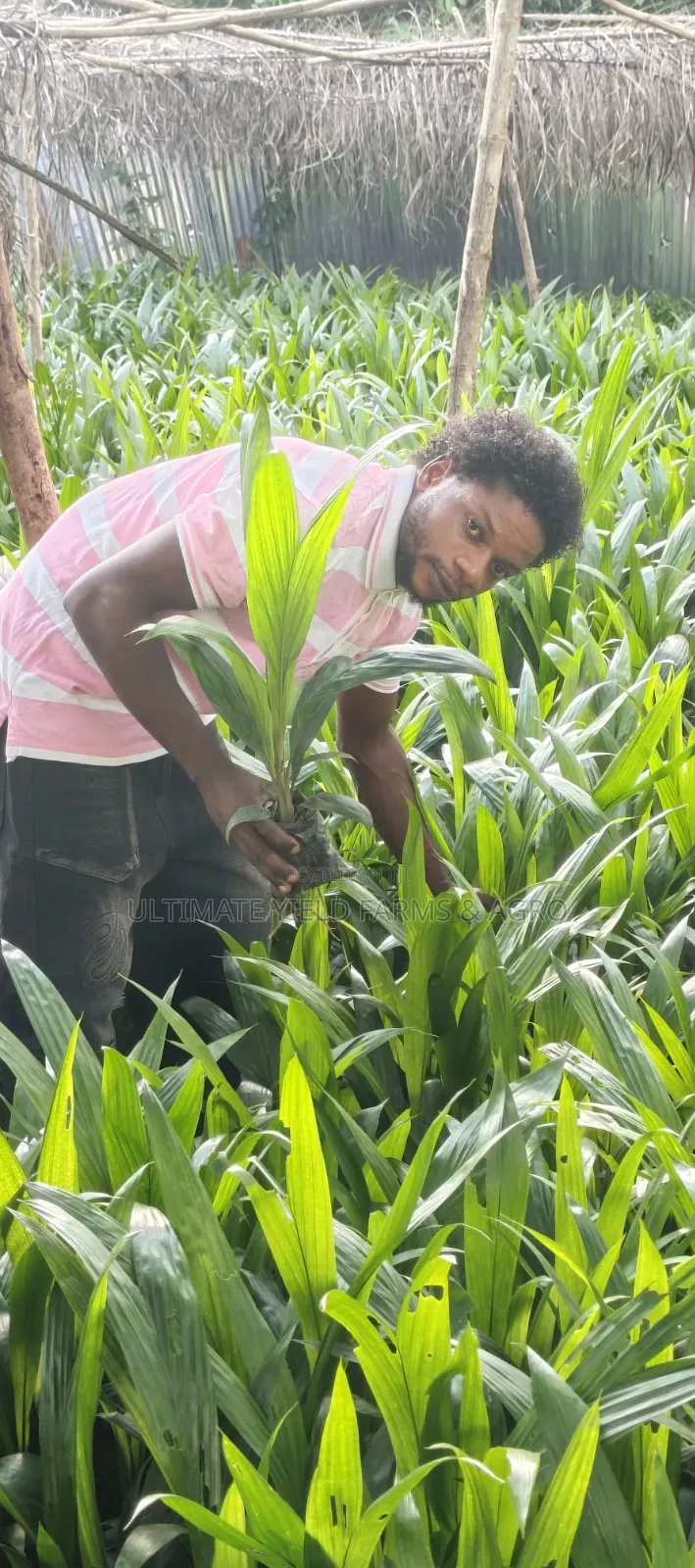 Premium Tenera Oil Palm Seedlings Available