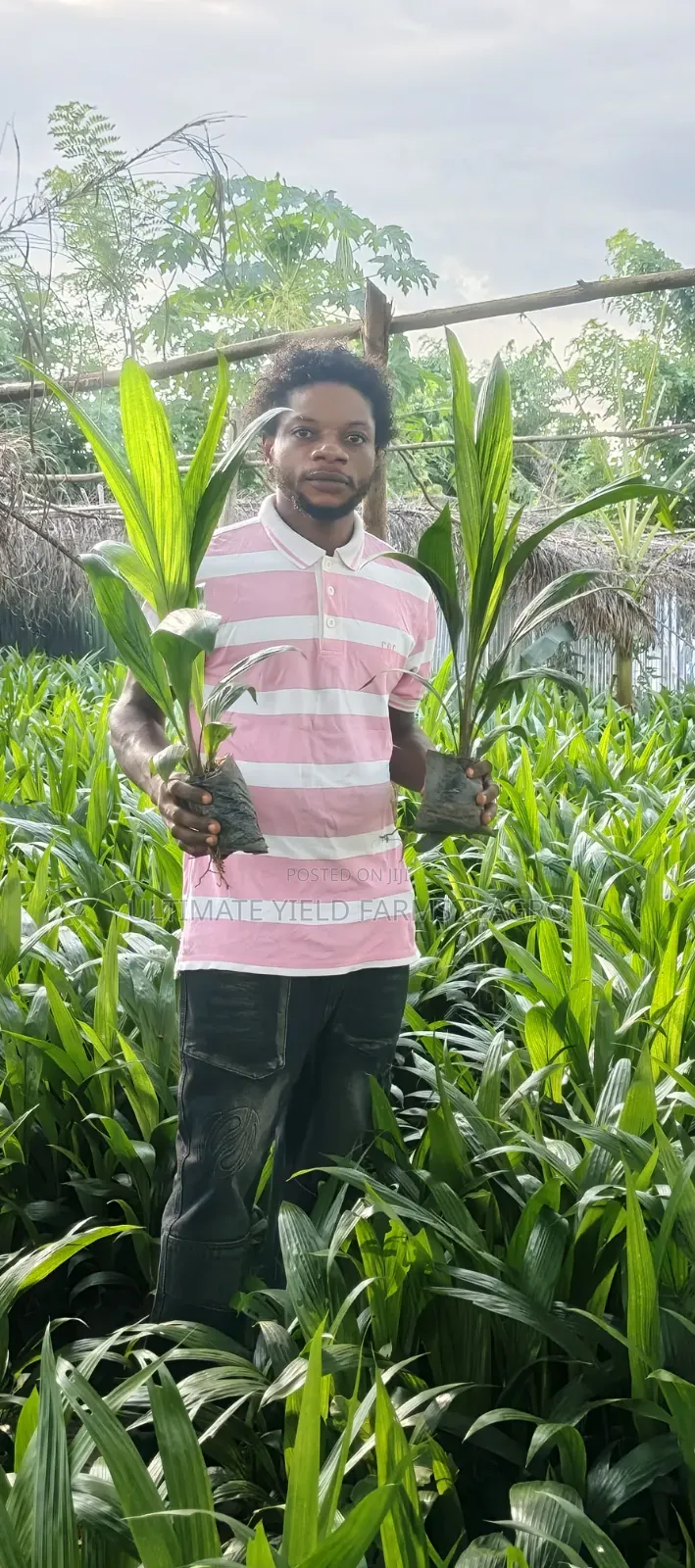 Premium Tenera Oil Palm Seedlings Available