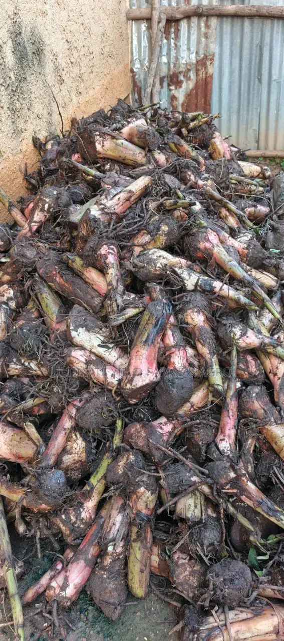Healthy Fast Growth Hybrid Plantain Suckers