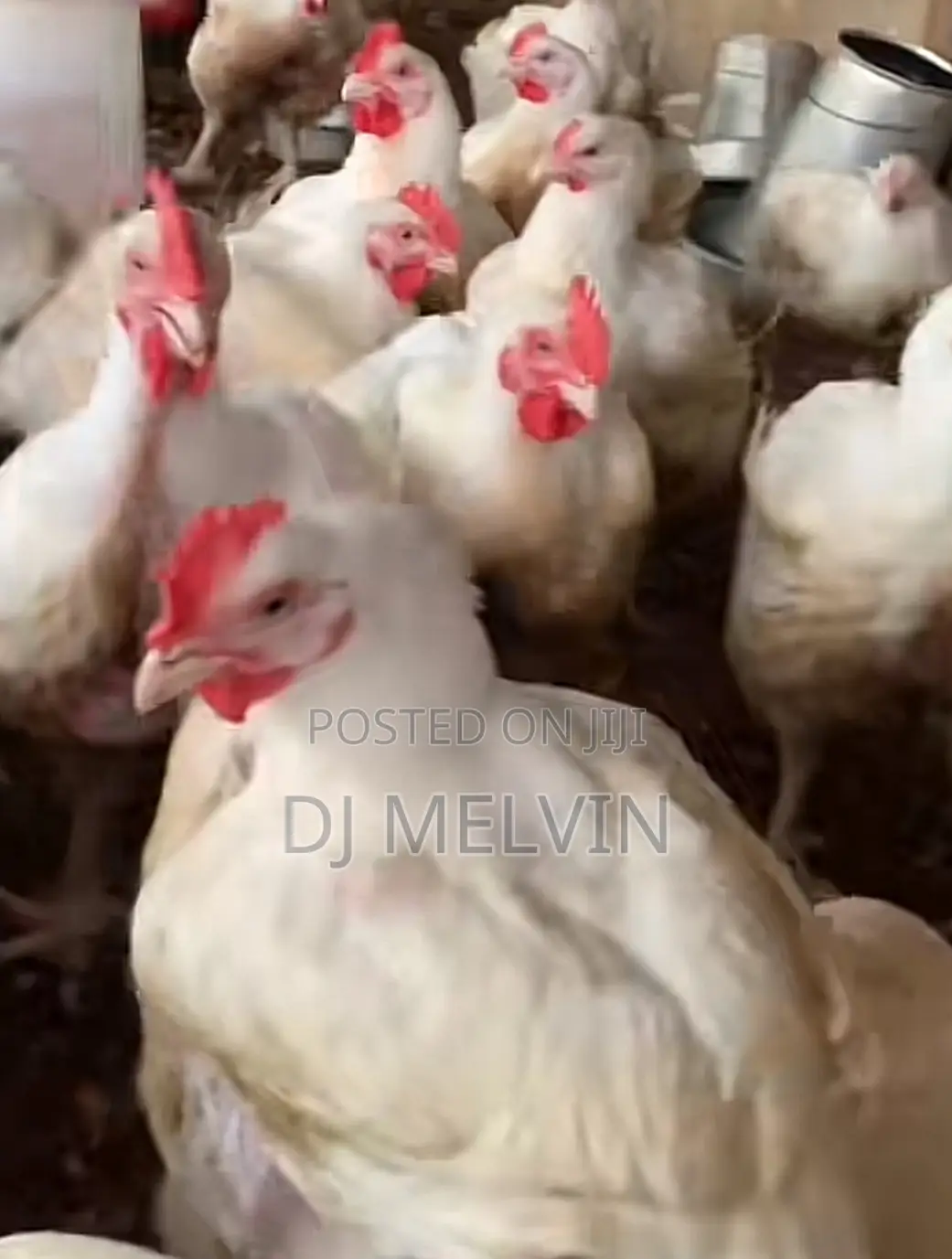 Broilers Chicken