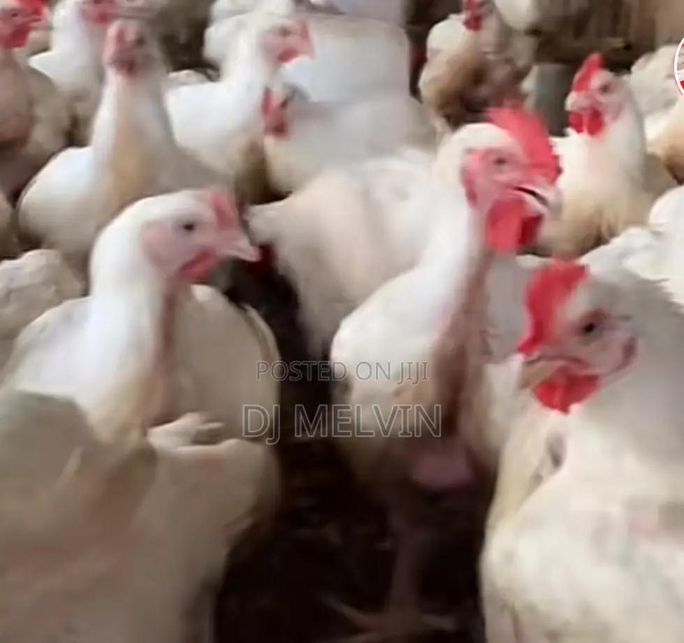 Broilers Chicken