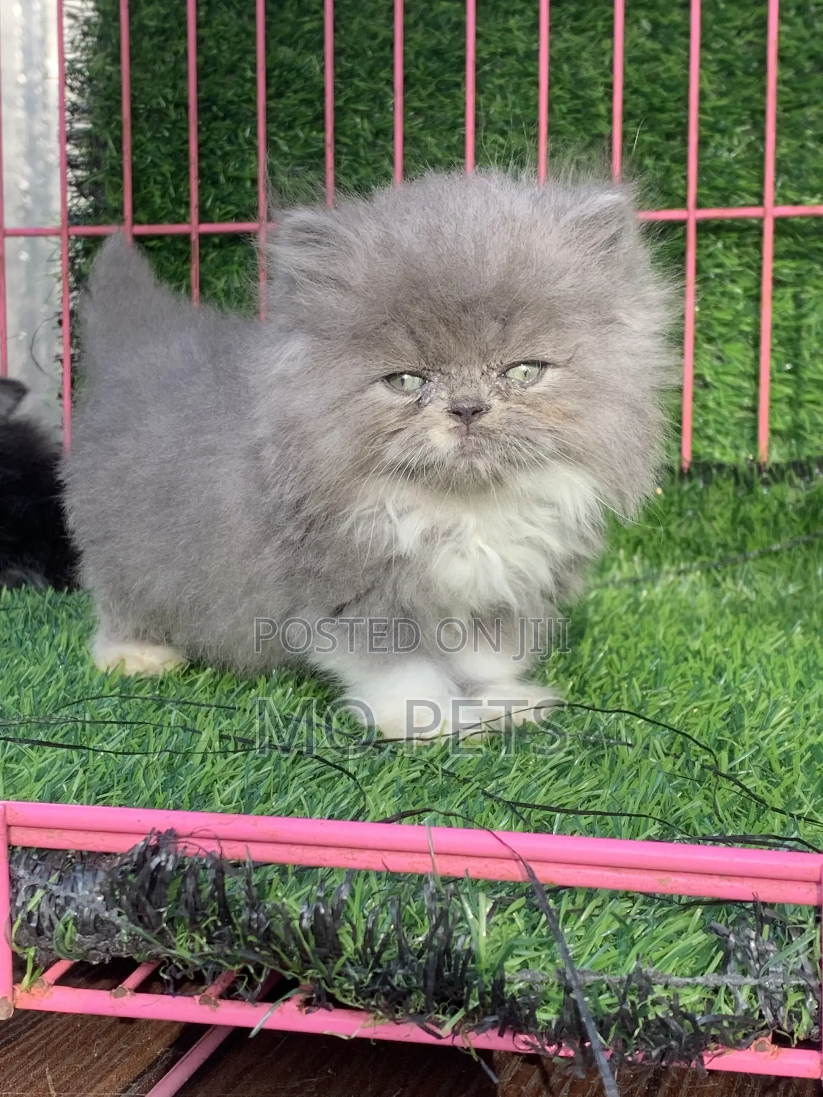 1-3 months Male Purebred Persian