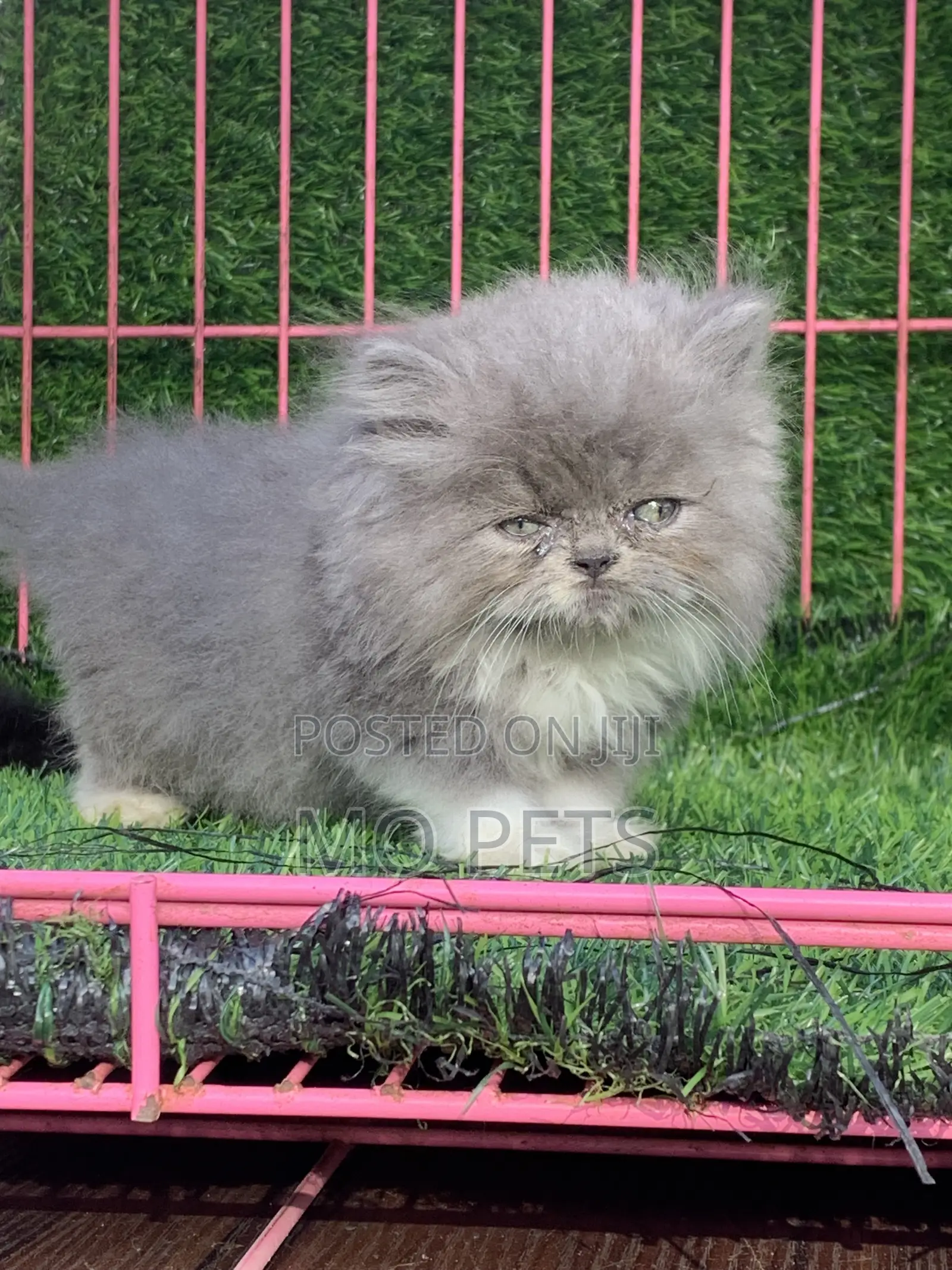 1-3 months Male Purebred Persian