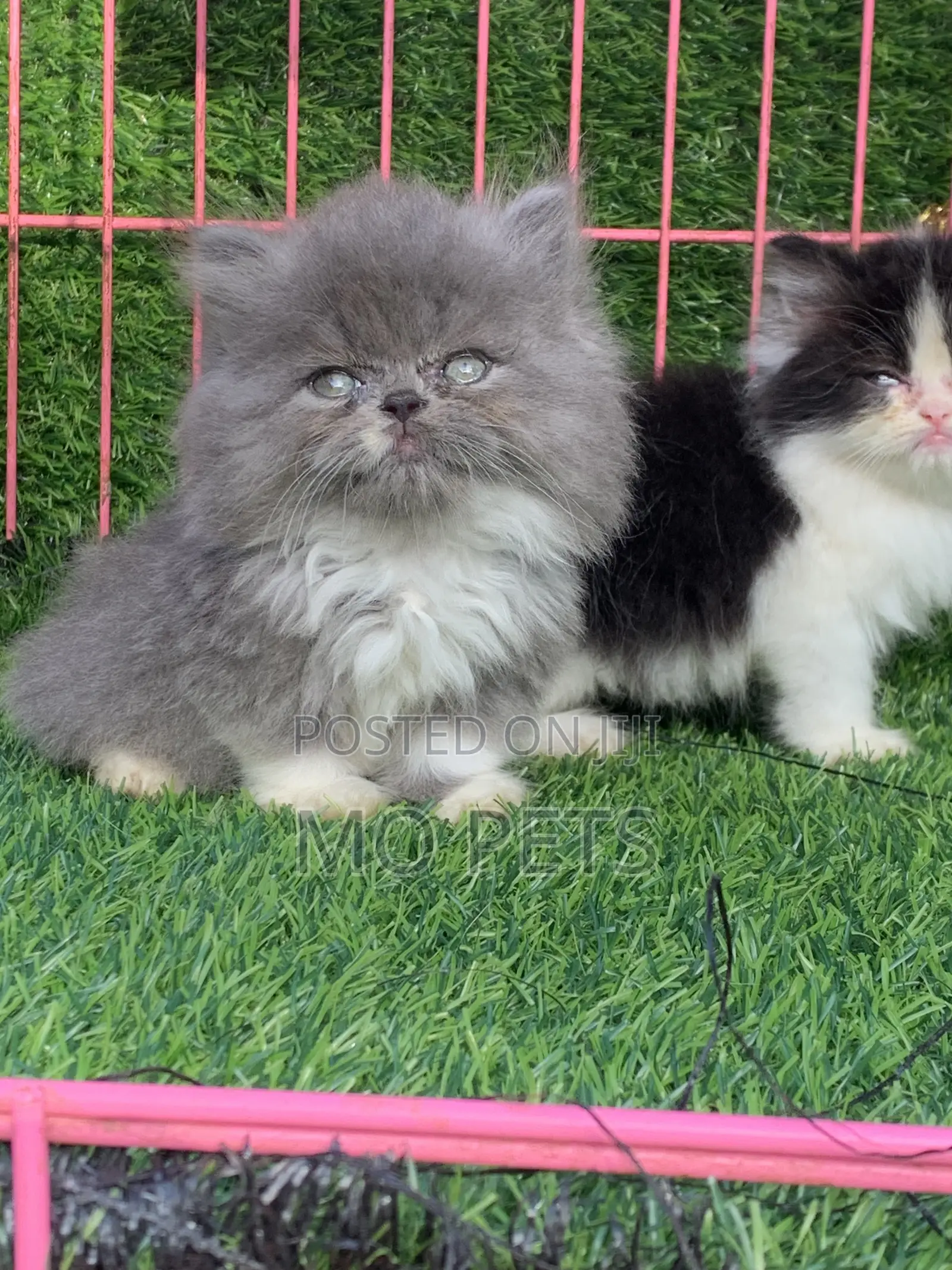 1-3 months Male Purebred Persian