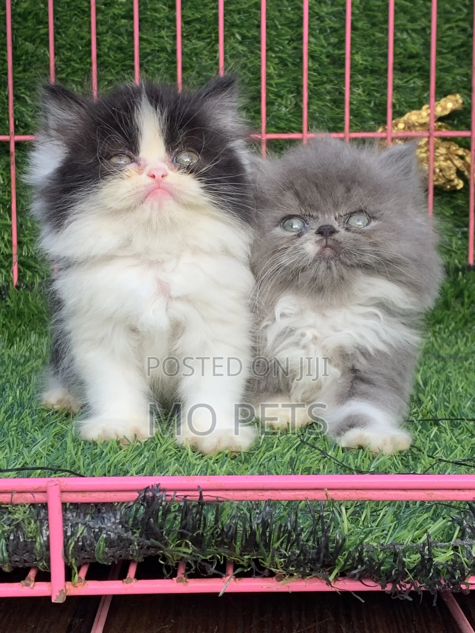 1-3 months Male Purebred Persian