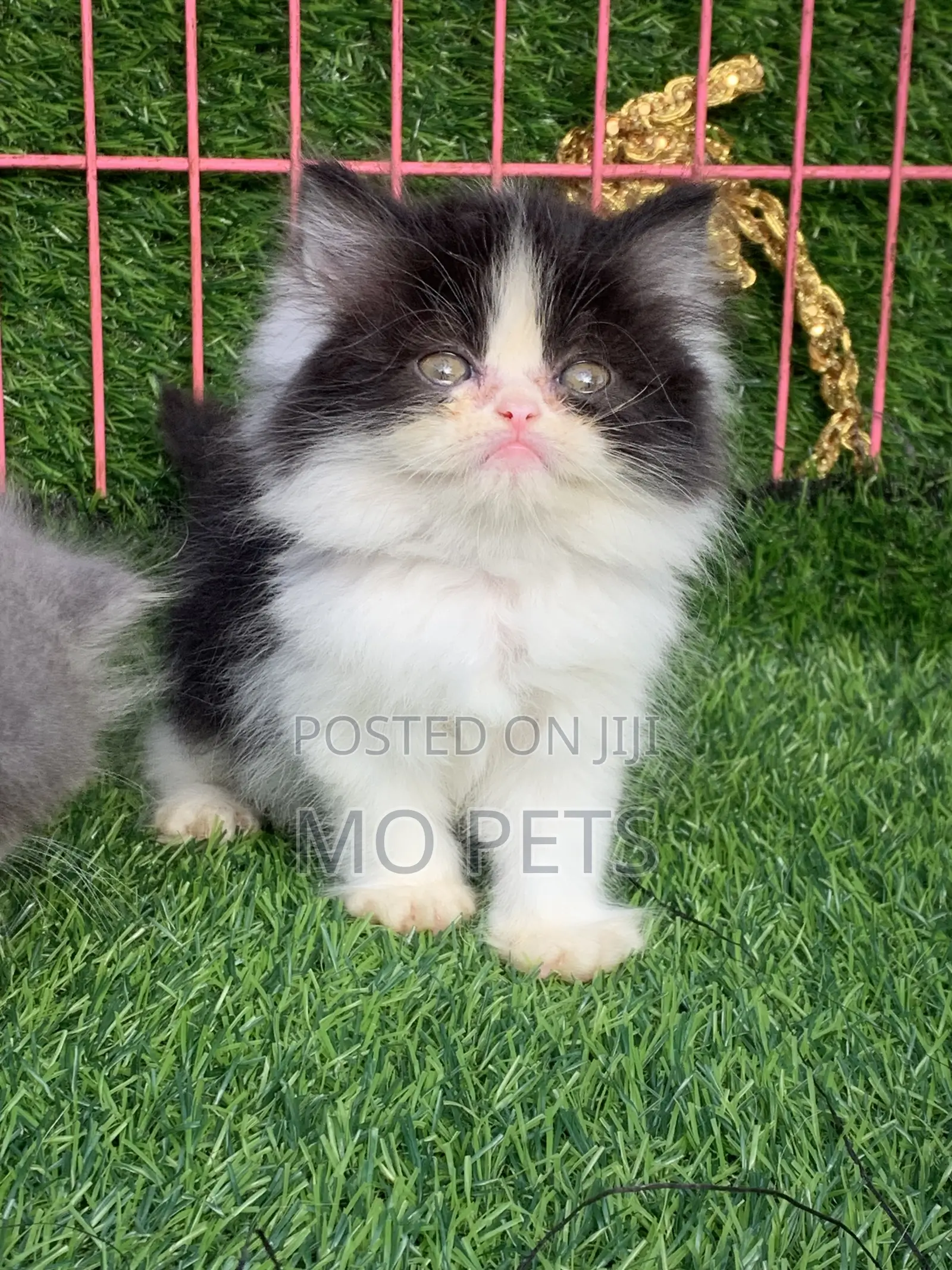 1-3 months Male Purebred Persian
