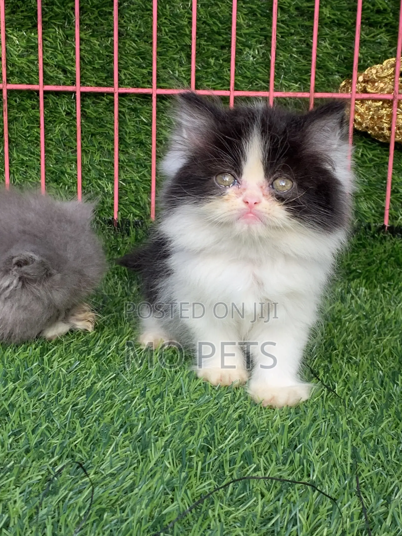 1-3 months Male Purebred Persian