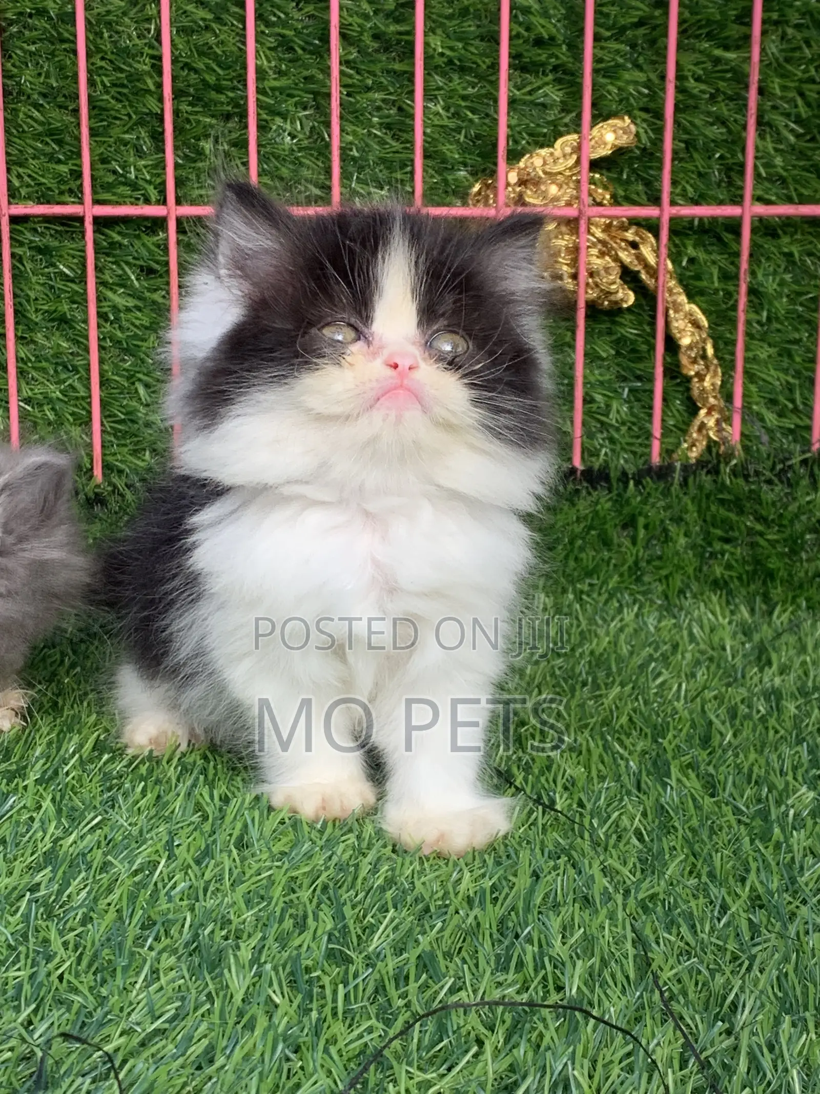 1-3 months Male Purebred Persian