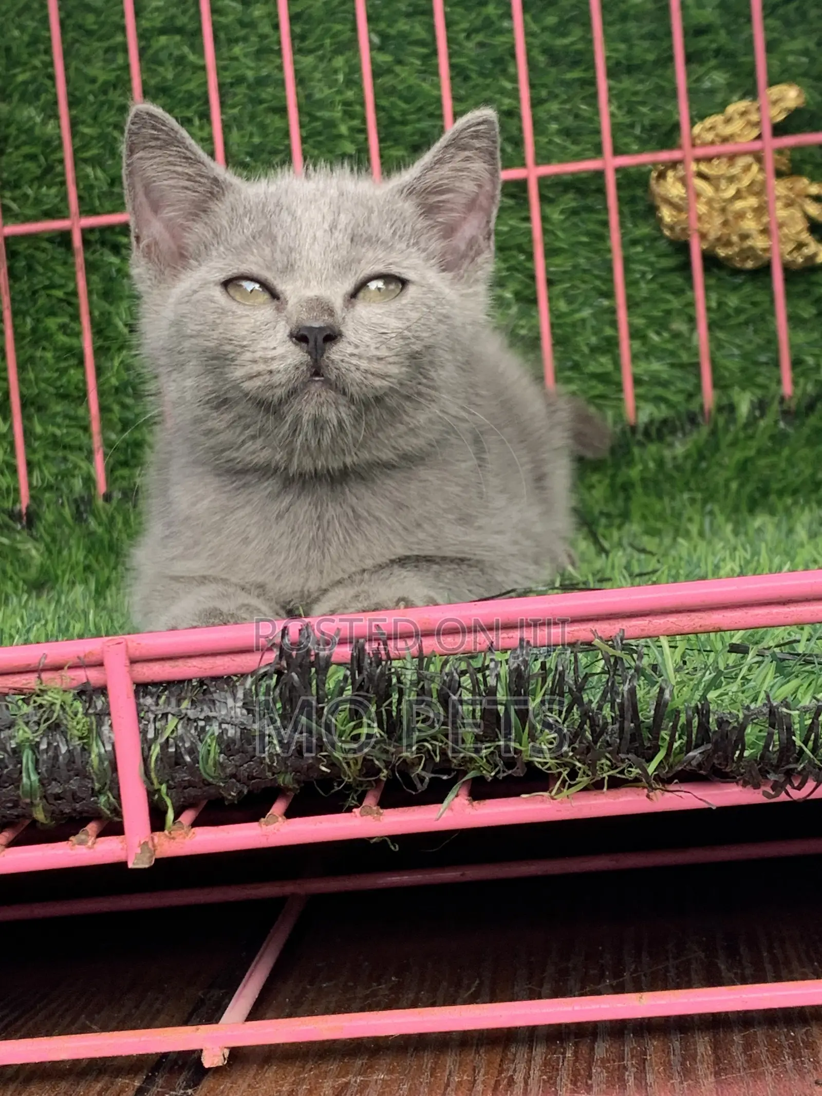 1-3 months Male Purebred British Shorthair