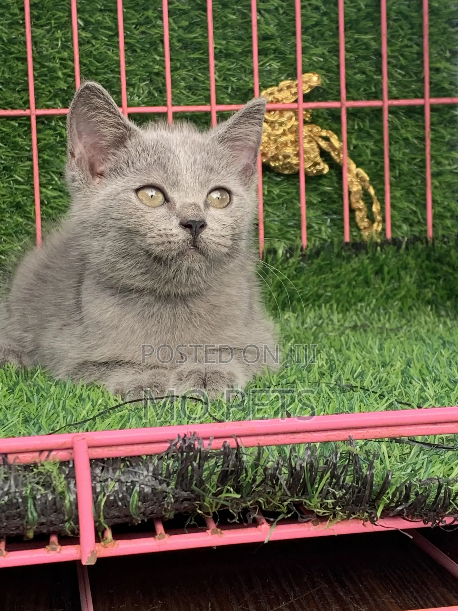 1-3 months Male Purebred British Shorthair