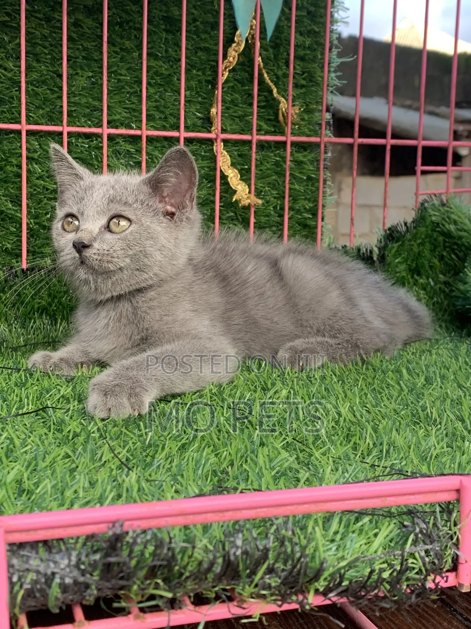 1-3 months Male Purebred British Shorthair